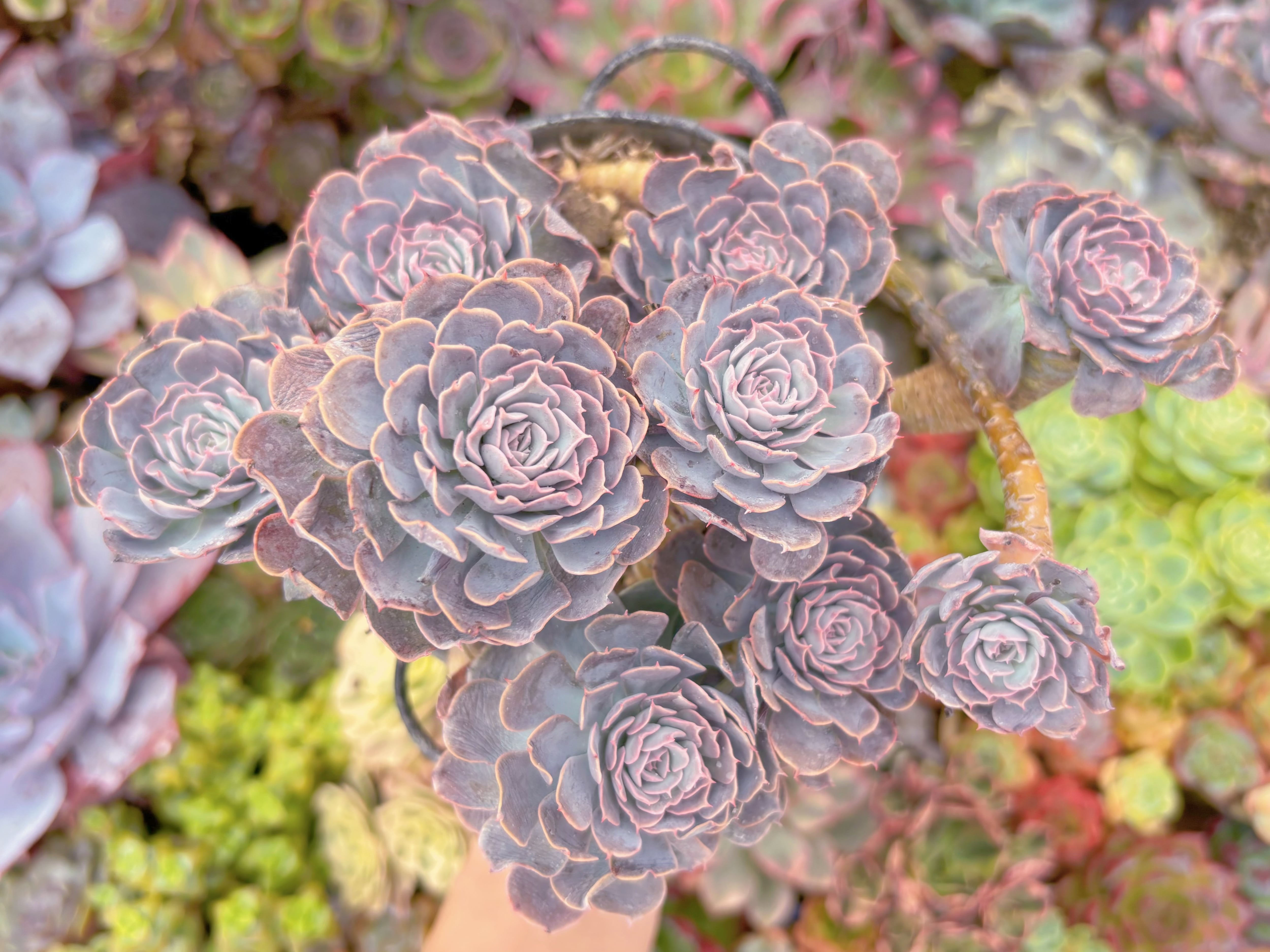 現品　天賜#637　特大群生　るる農園