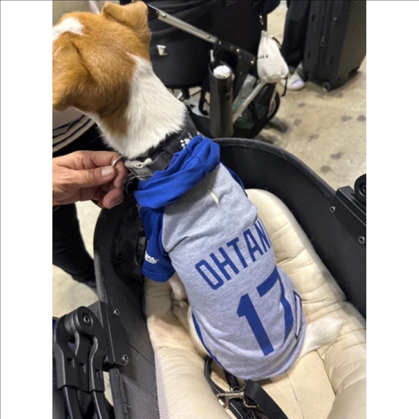 犬用Tシャツ Mサイズ｜MLB公式 ロサンゼルス・ドジャース 大谷翔平