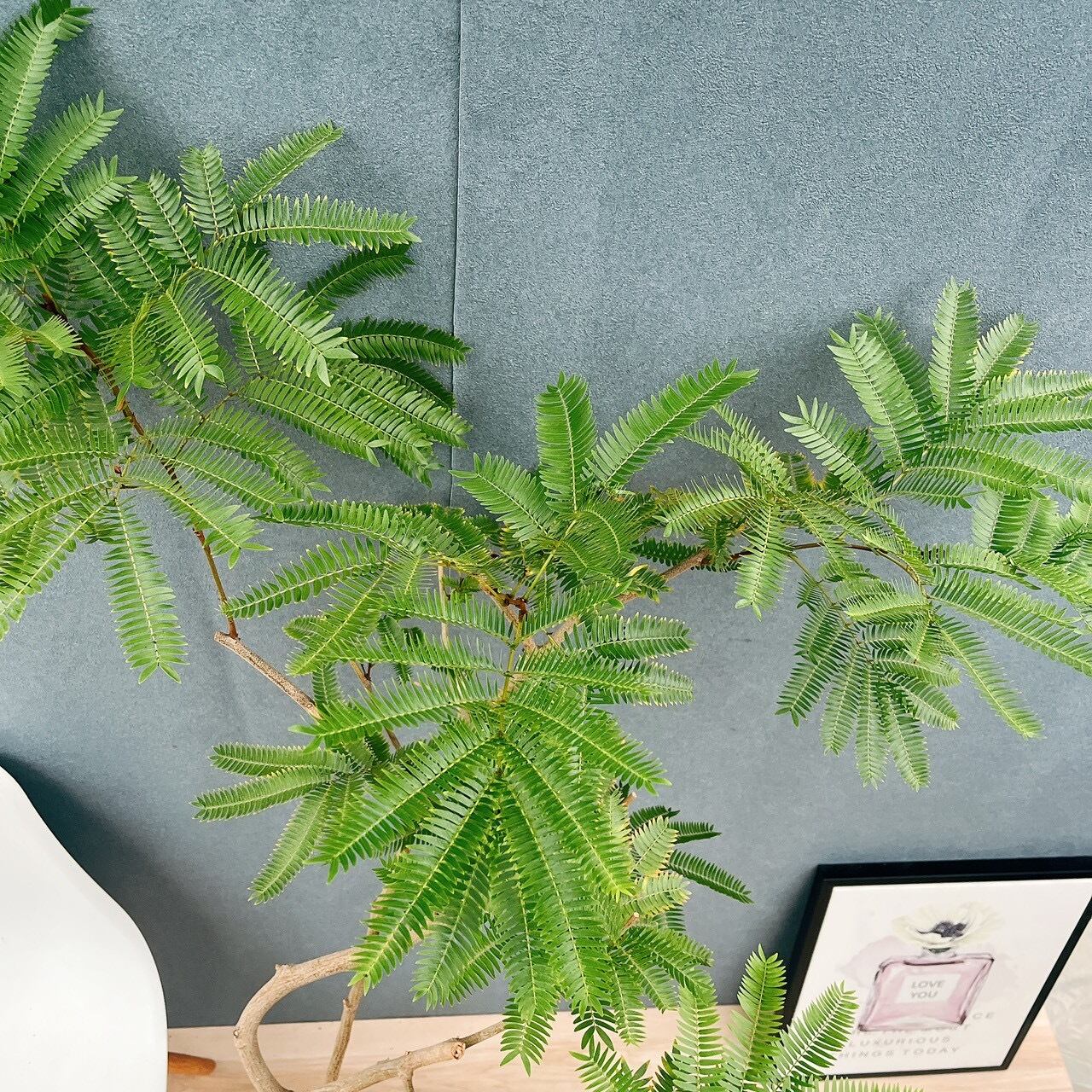 現品］5番 エバーフレッシュ 曲がり 8号 観葉植物 室内 大型 人気