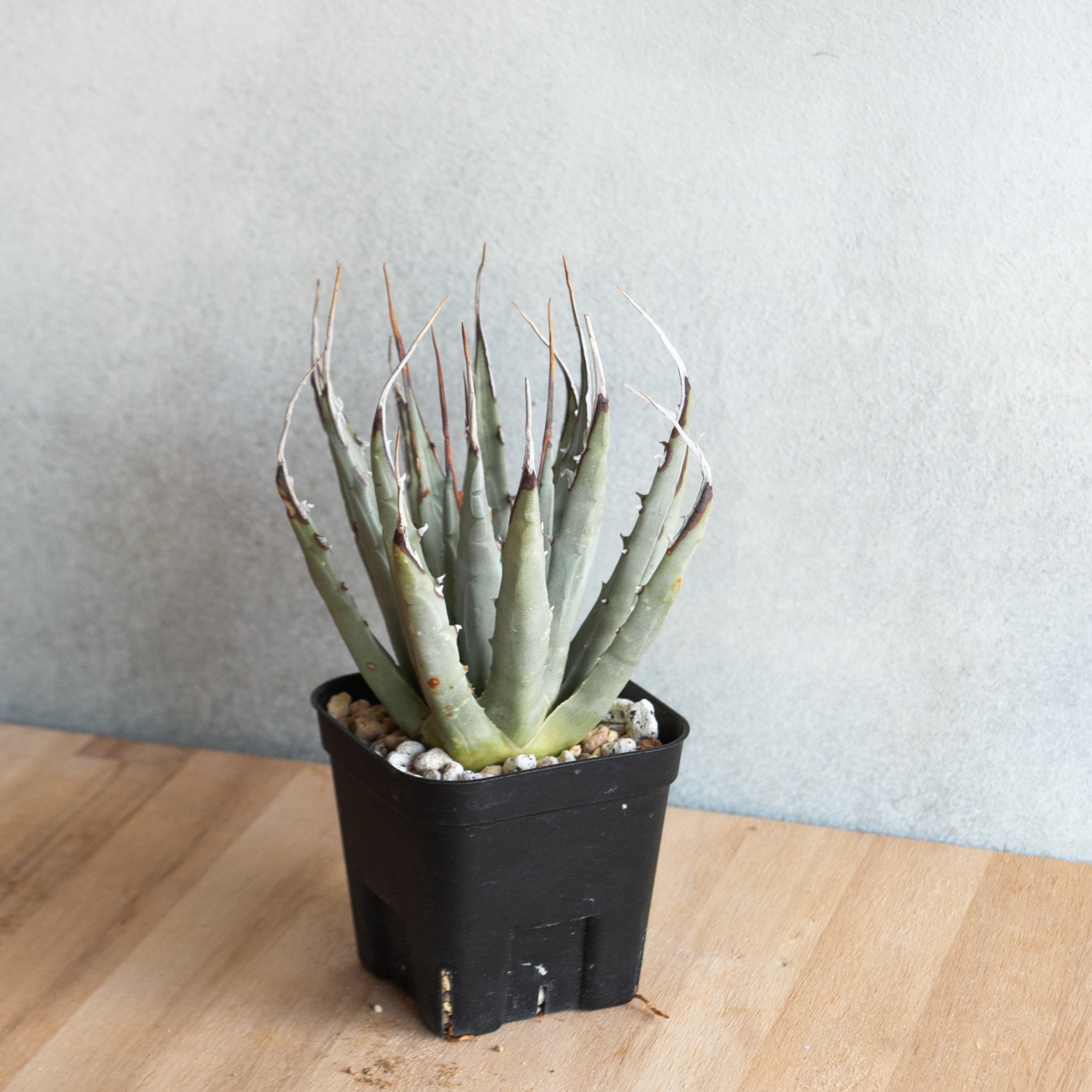 アガベ ユタエンシス エボリスピナ No.2