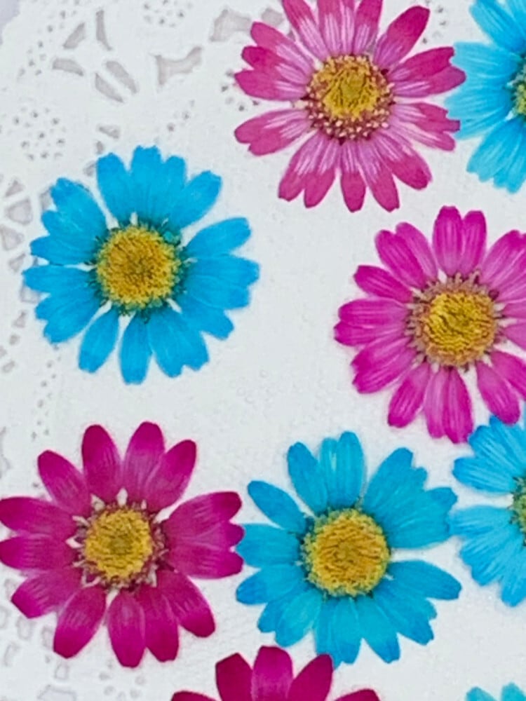 押し花セット ノースポールマジックカラーmix 吸上げ着色 (ローズ