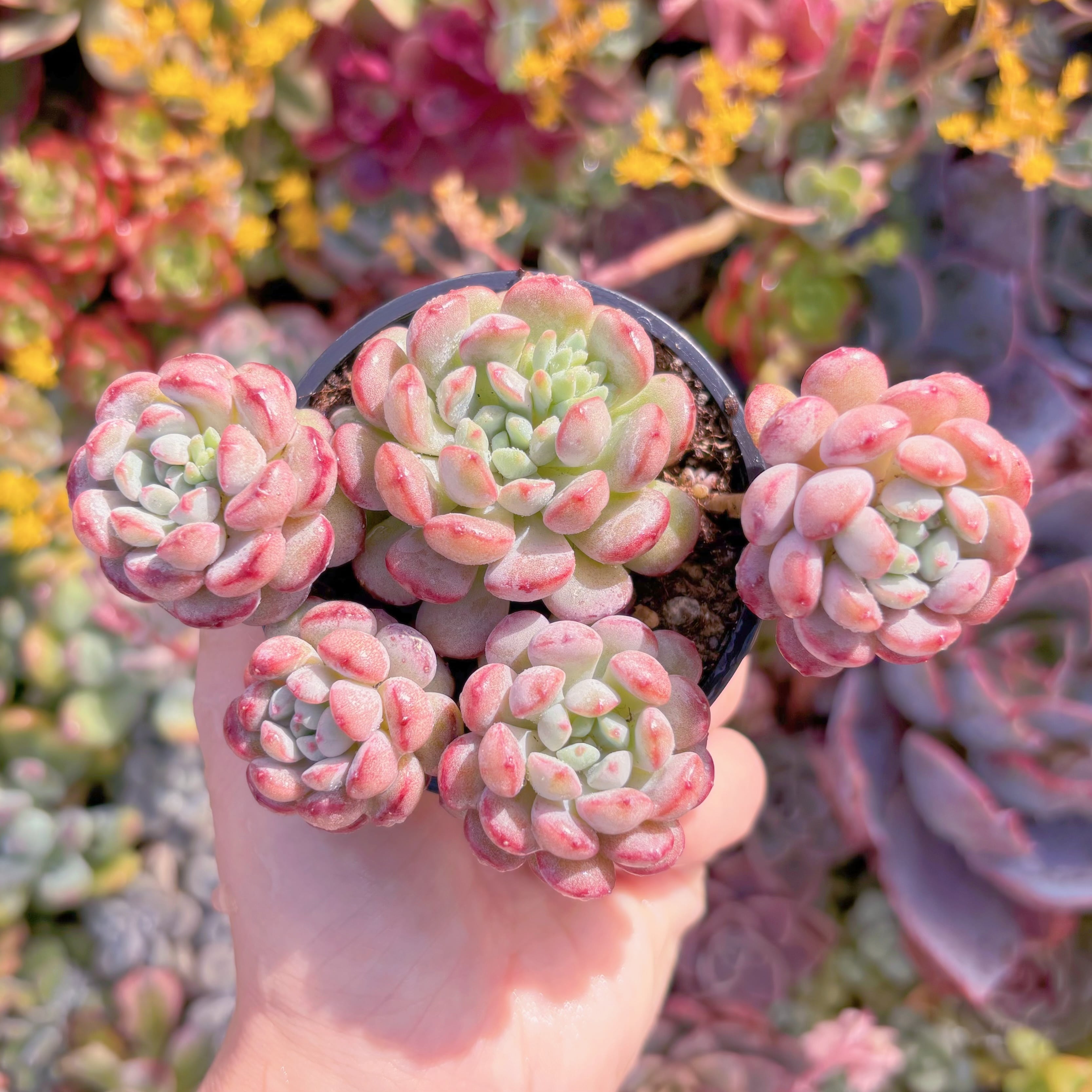 現品　萌豆#007　群生　るる農園