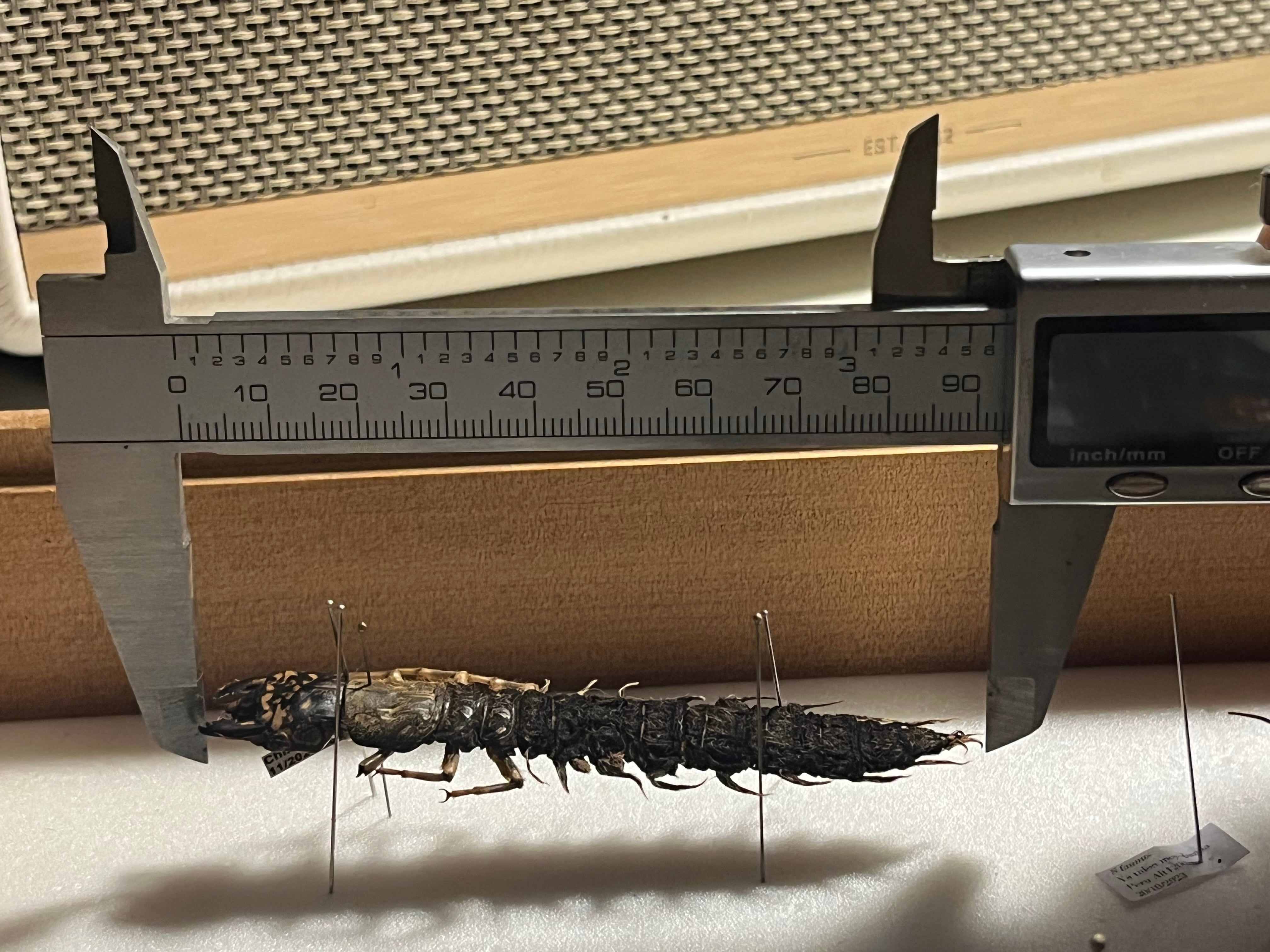 幼虫】オオキバヘビトンボ ウスバカゲロウ蜻蛉トンボオオアゴ