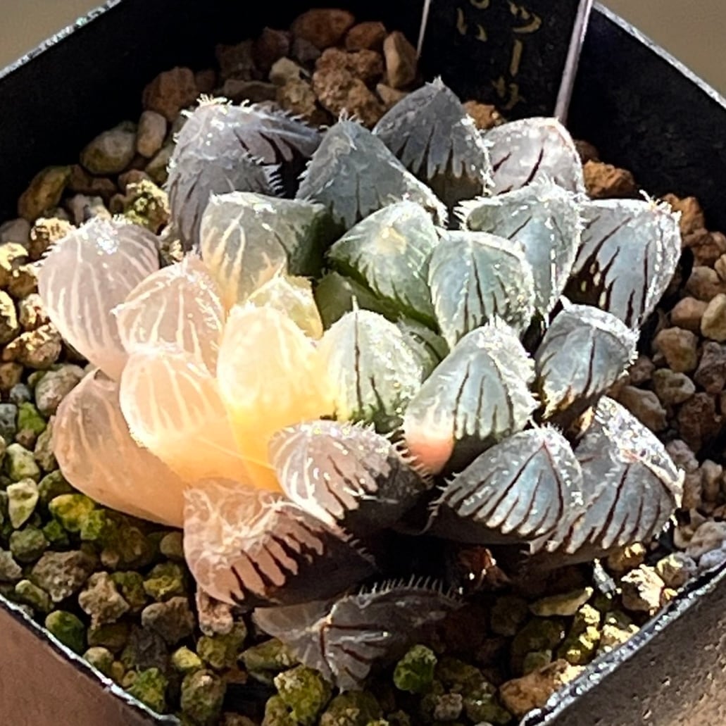 ハオルチア オブツーサ錦 秋おもい | mocono_plants