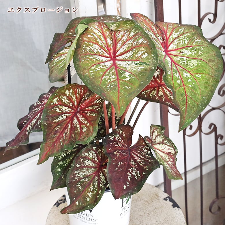 観葉植物 PW ガーデンカラジウム ハートトゥハート スノードリフト