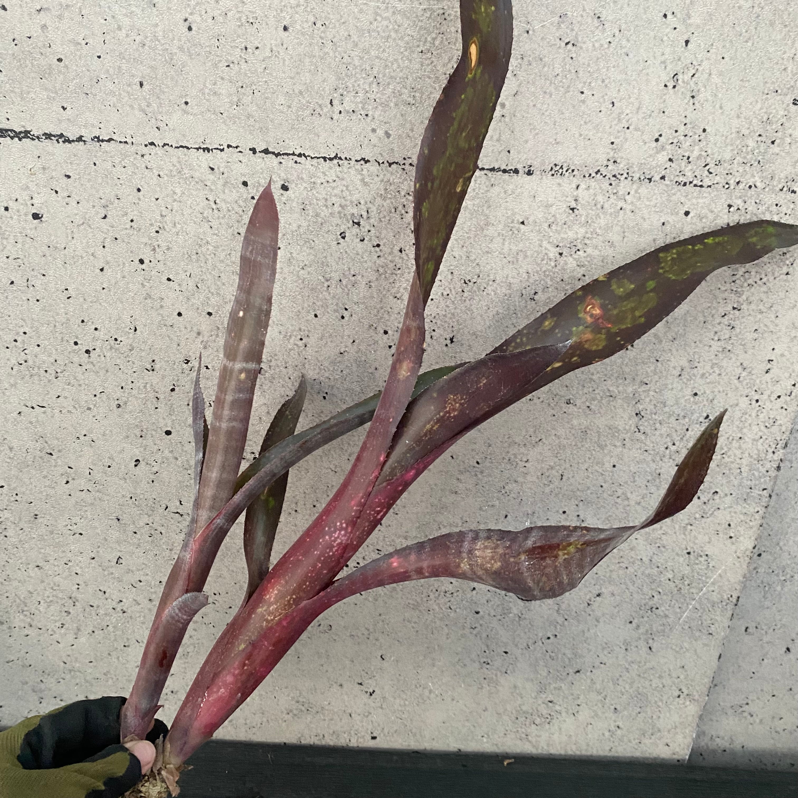 Planet Plants プラネットプランツ