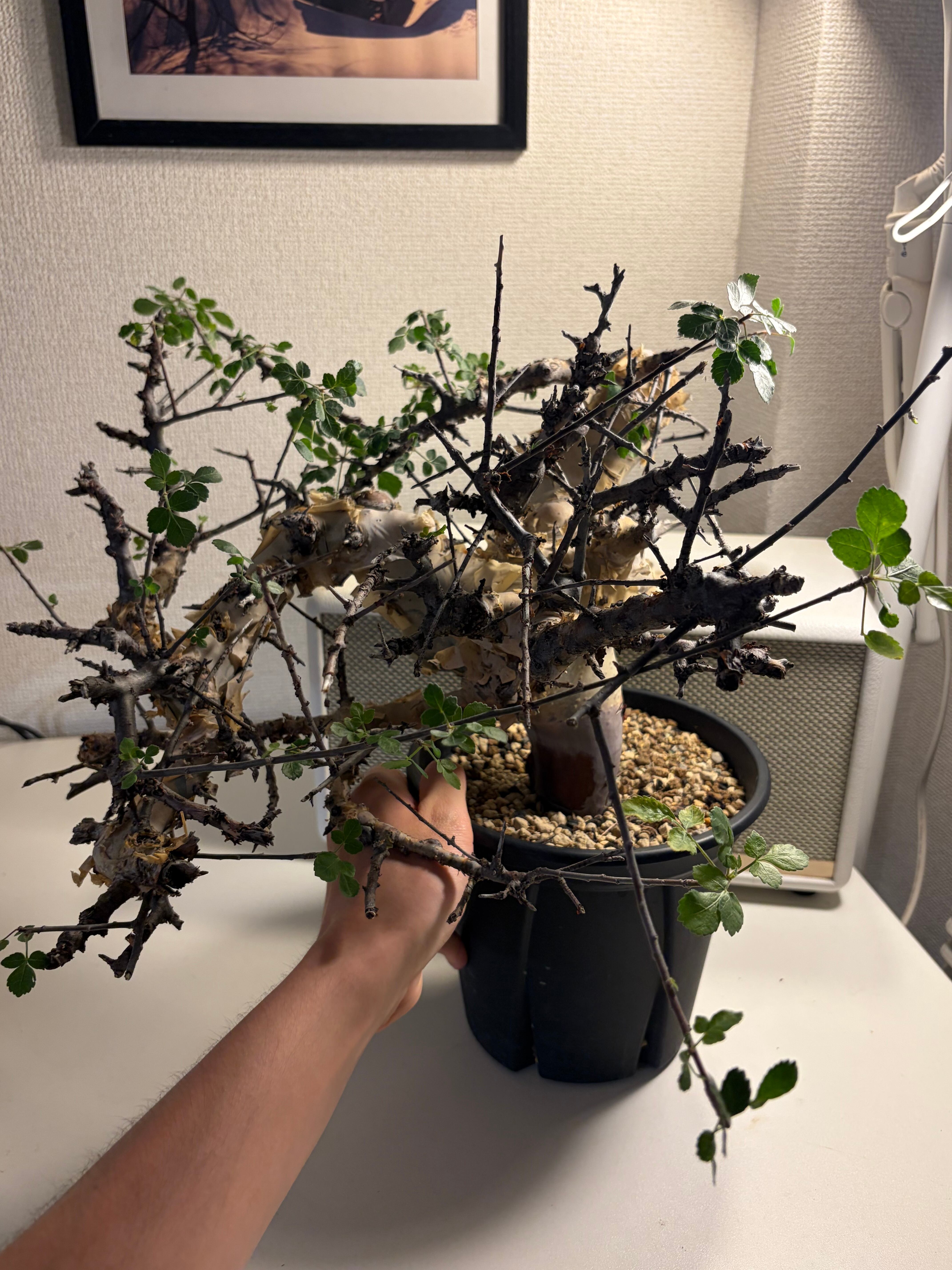 荒れ狂うコミフォラ カタフ ターカネンシス Commiphora グラキリス