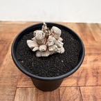Dioscorea elephantipes【ディオスコレア・亀甲竜】