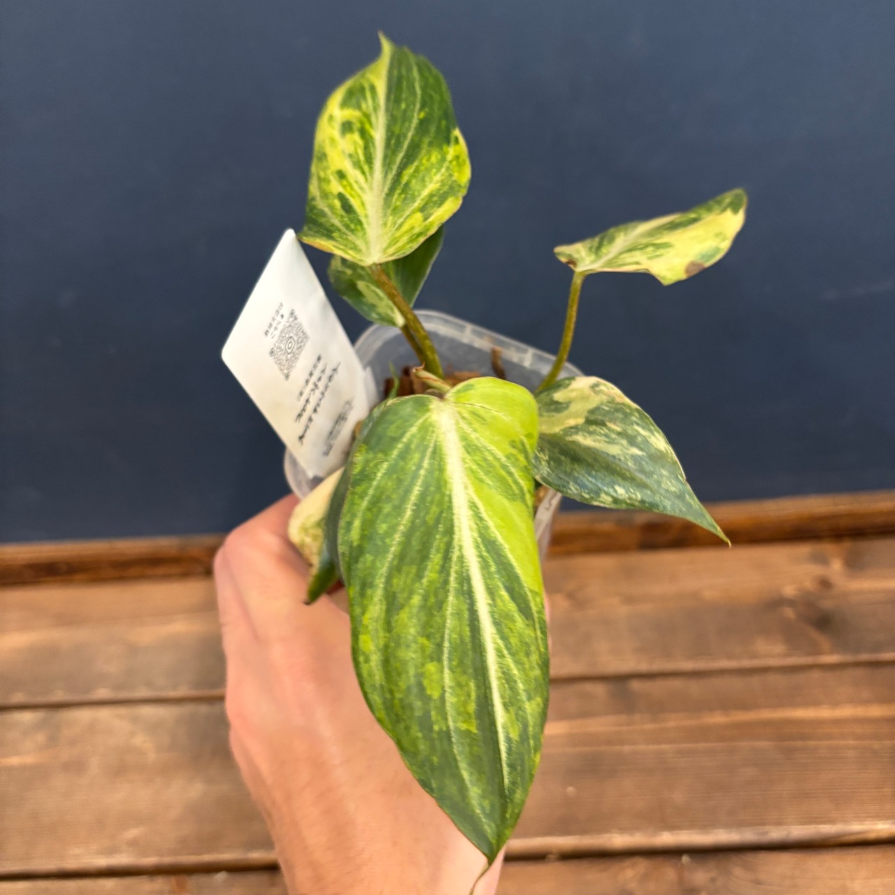 フィロデンドロン　グロリオーサム　斑入り【865】