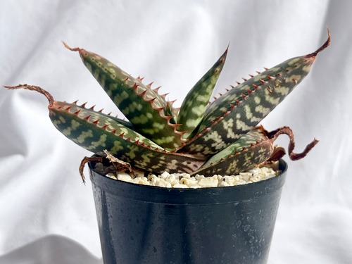 Aloe maculata v.latifolia　アロエ　ラティフォリア　多肉植物