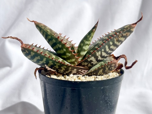 Aloe maculata v.latifolia　アロエ　ラティフォリア　多肉植物