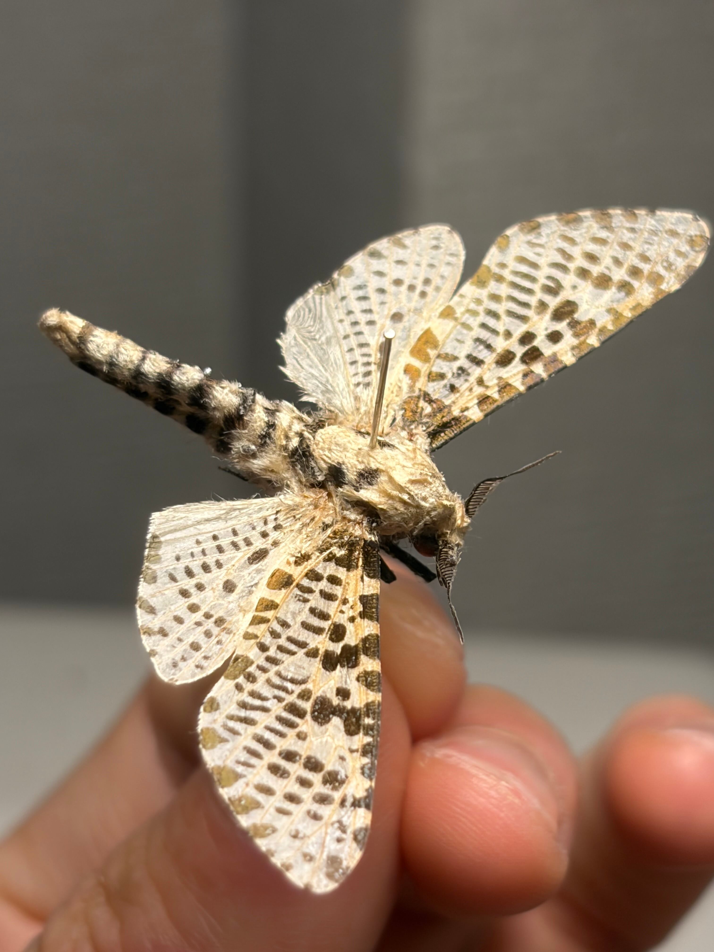 【極美♂】イズベラミズアオ 蛾ピカソモスモルフォチョウアグリアス　標本 ゴマフボクトウ 標本 ? が 蛾 モスラ ピカソモス | オモニキチュウ