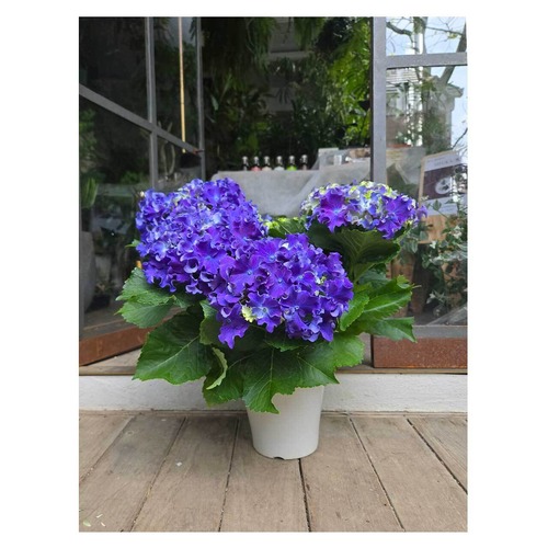 Hydrangea macrophylla 'Curly Sparkle'