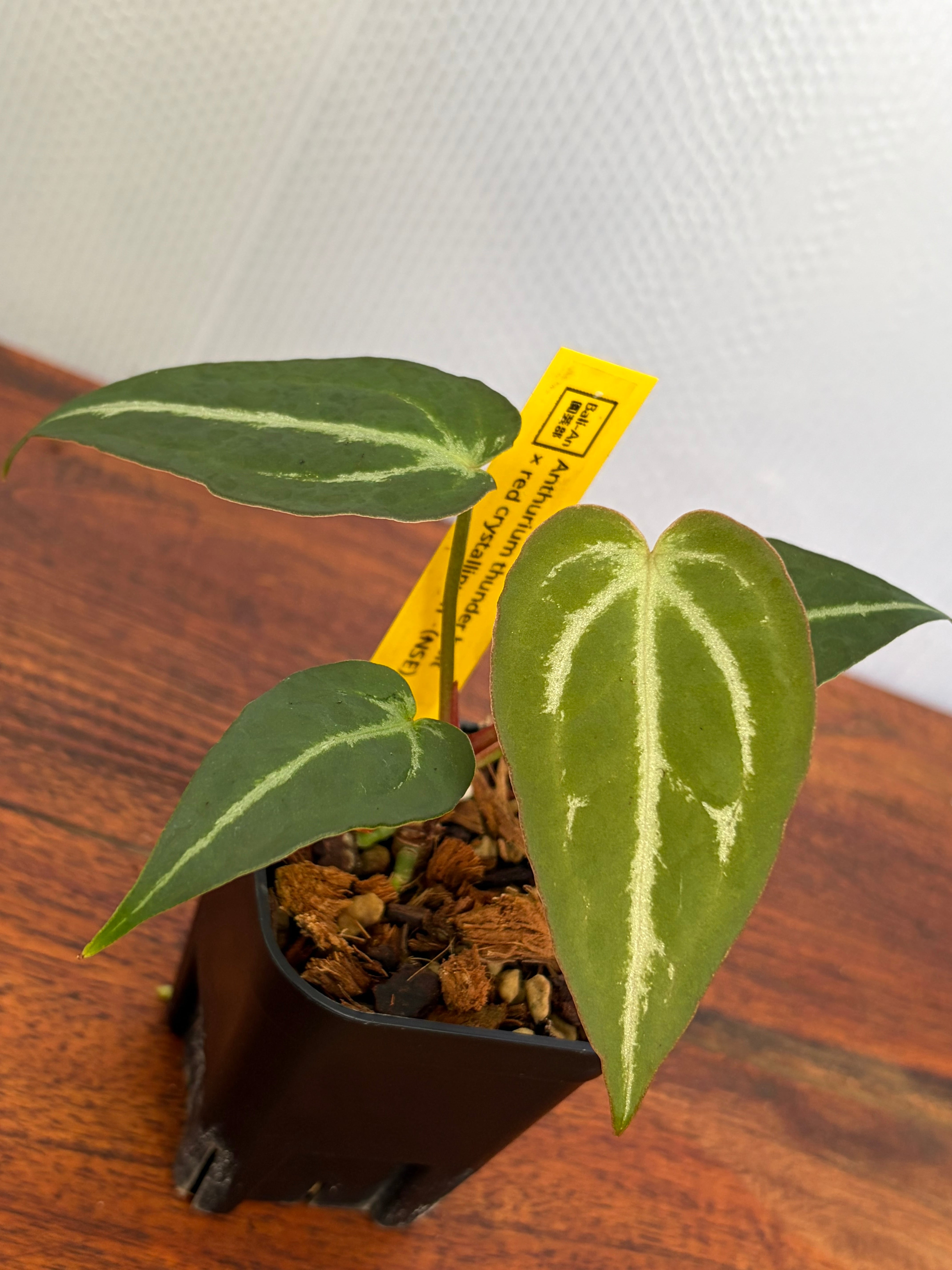 Anthurium | BALI-AN 園芸