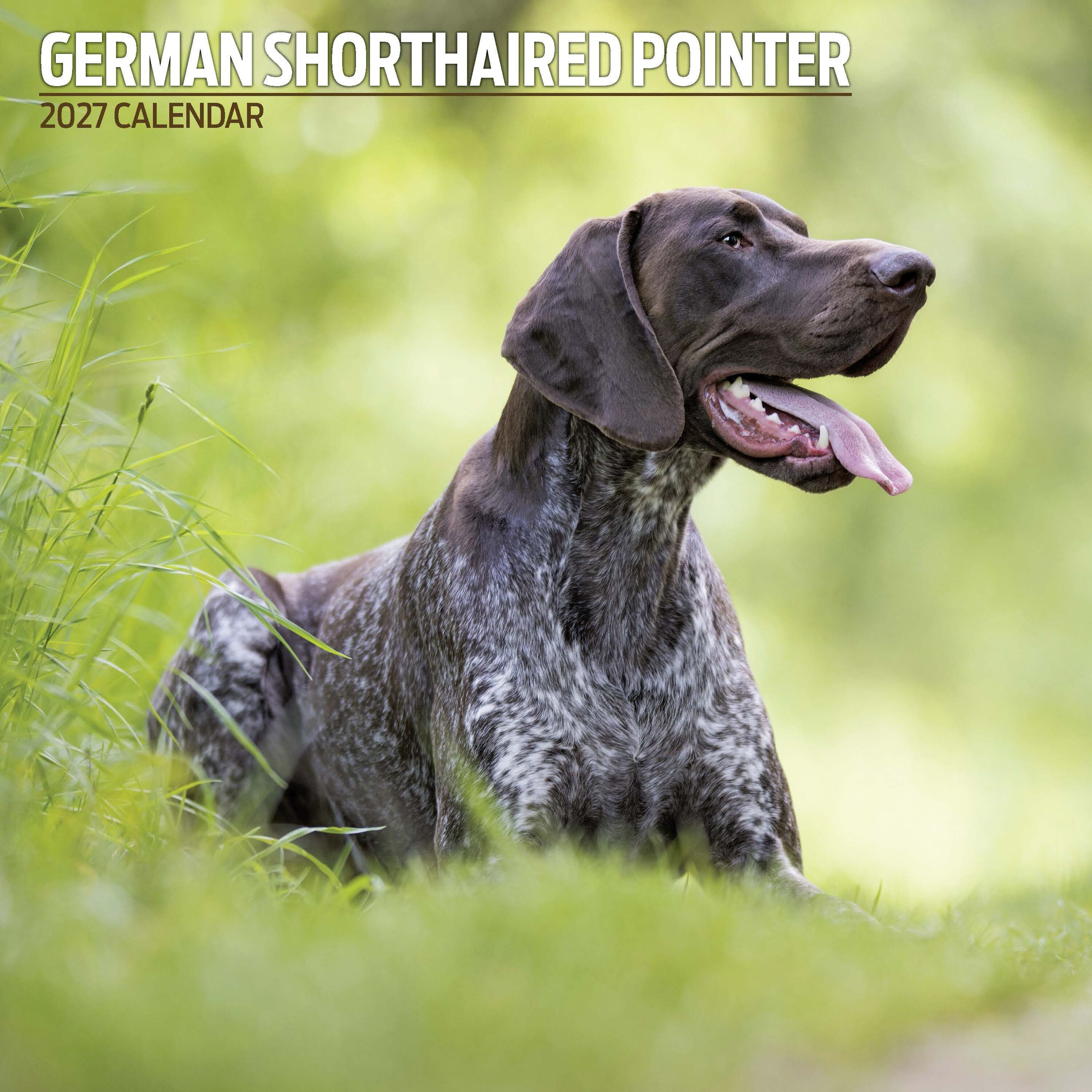 【2027年版】英国製犬種カレンダー【ジャーマン・ショートヘアード・ポインター】Traditional 2027年版