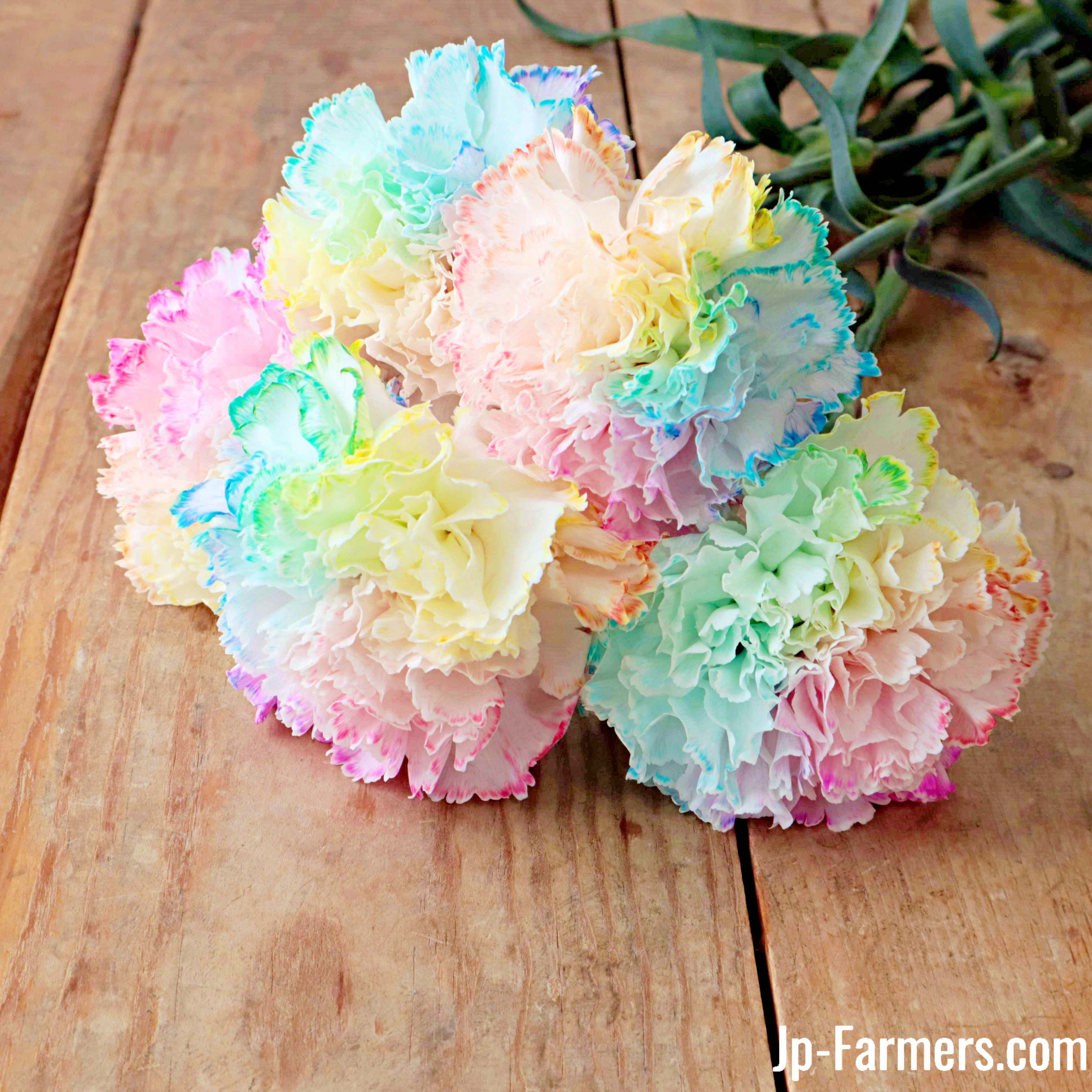 長崎県 カーネーション生産の匠が作る！ 希少色のレインボー