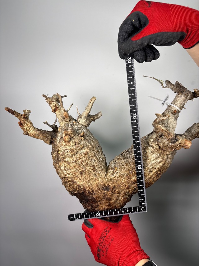 F174 現地発根株 オペルクリカリア パキプス 6/15 入荷 Operculicarya pachypus 塊根植物 現地球