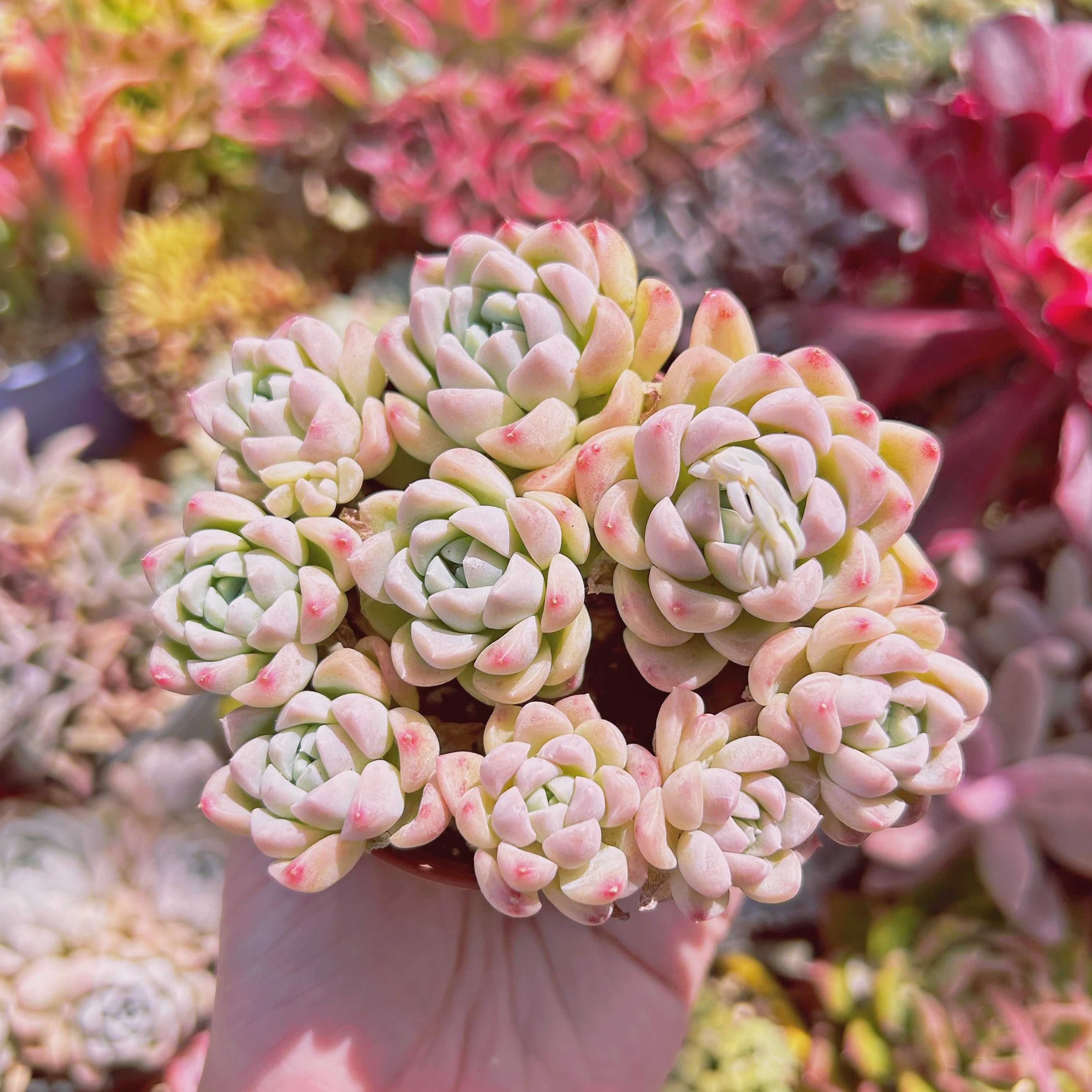 227現物 多肉植物 クリーム美人 特大 | るる農園~多肉植物専門