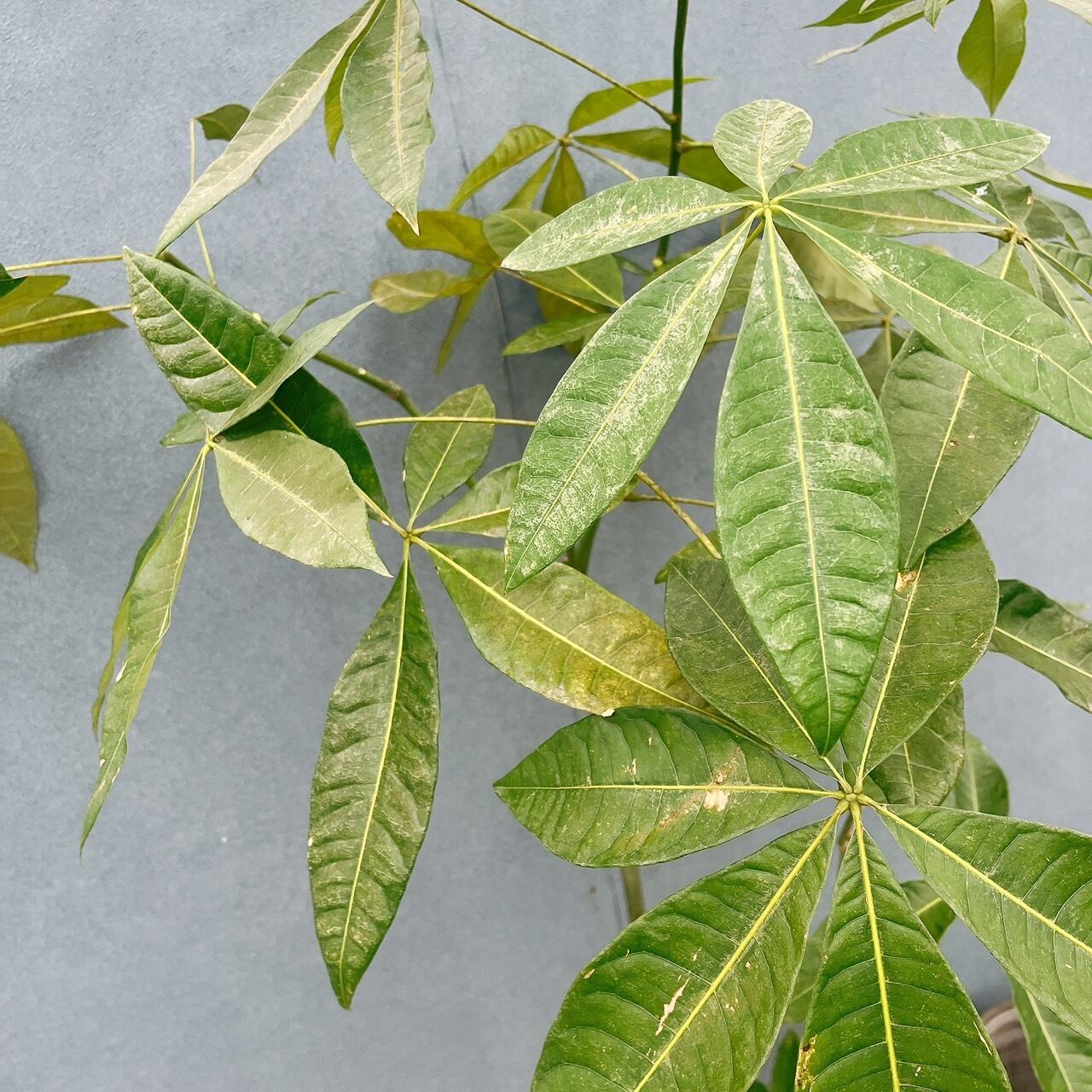 現品］【希少】54番 パキラ 実生 観葉植物 室内 大型 レア 育てやすい
