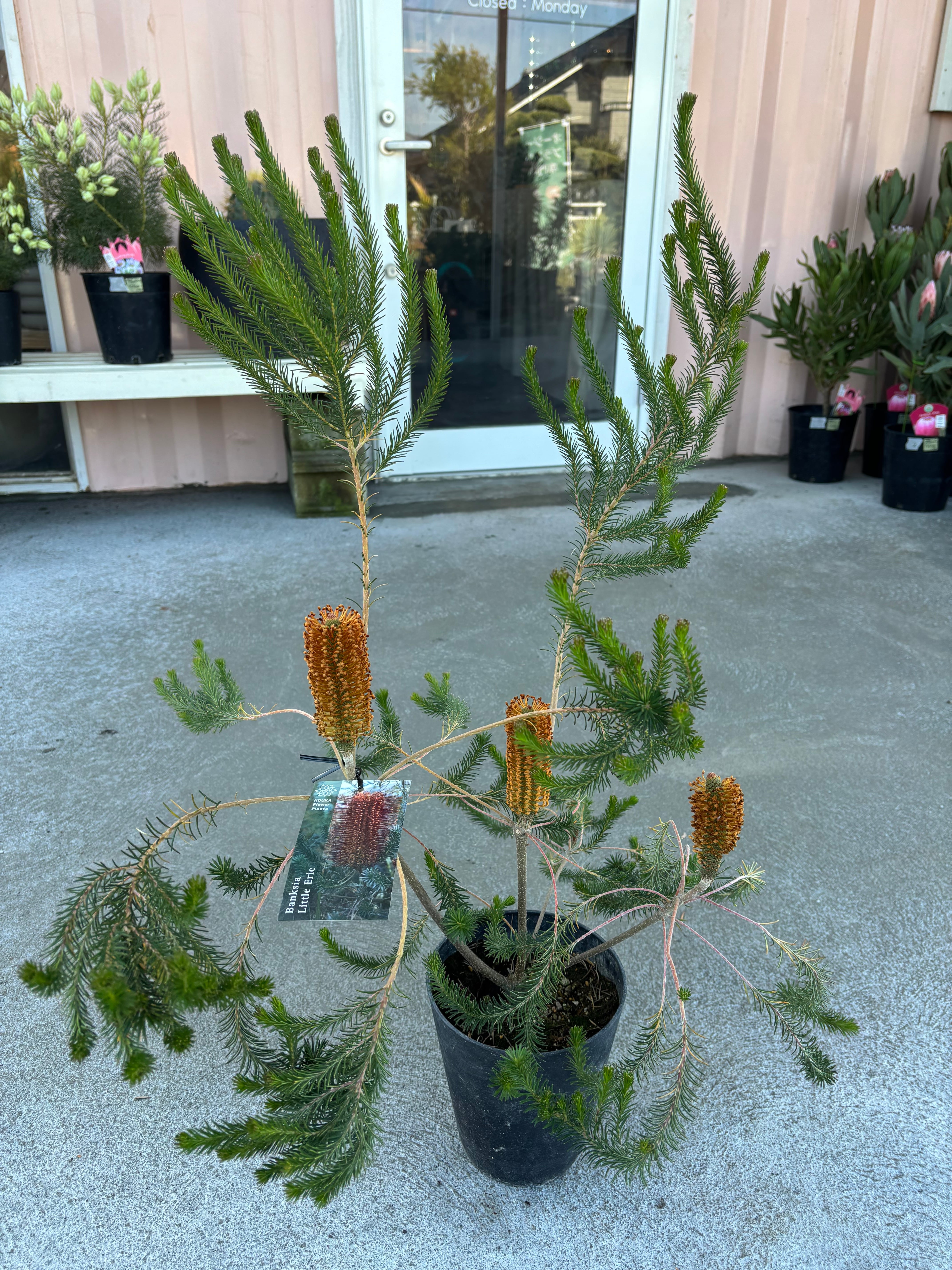 バーゼリア グリーニッシュ① | MELLOW Plants & Coffee