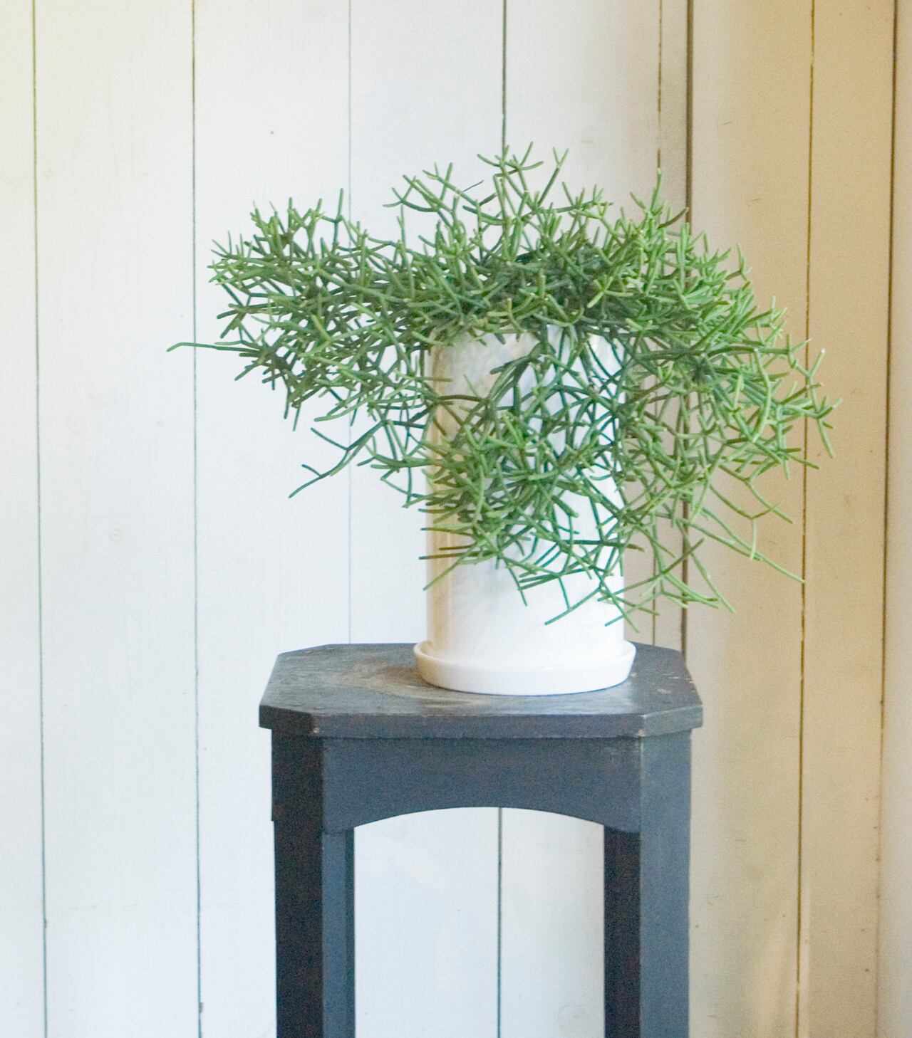 リプサリス ヘテロクラダ Neo Green