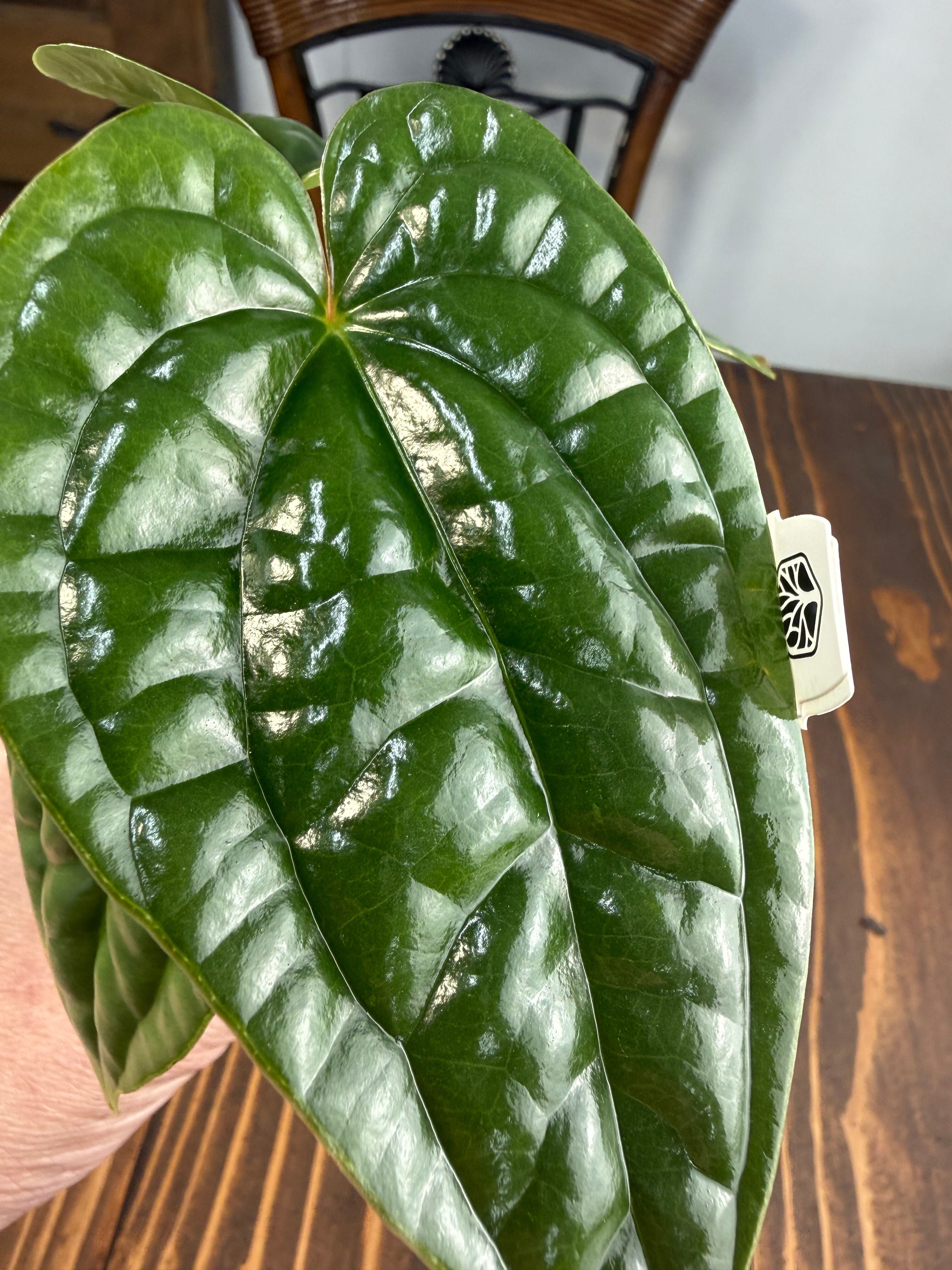 ☆1970【育つほど、格が出る】アンスリウム ルクスリアンス（8cmポット