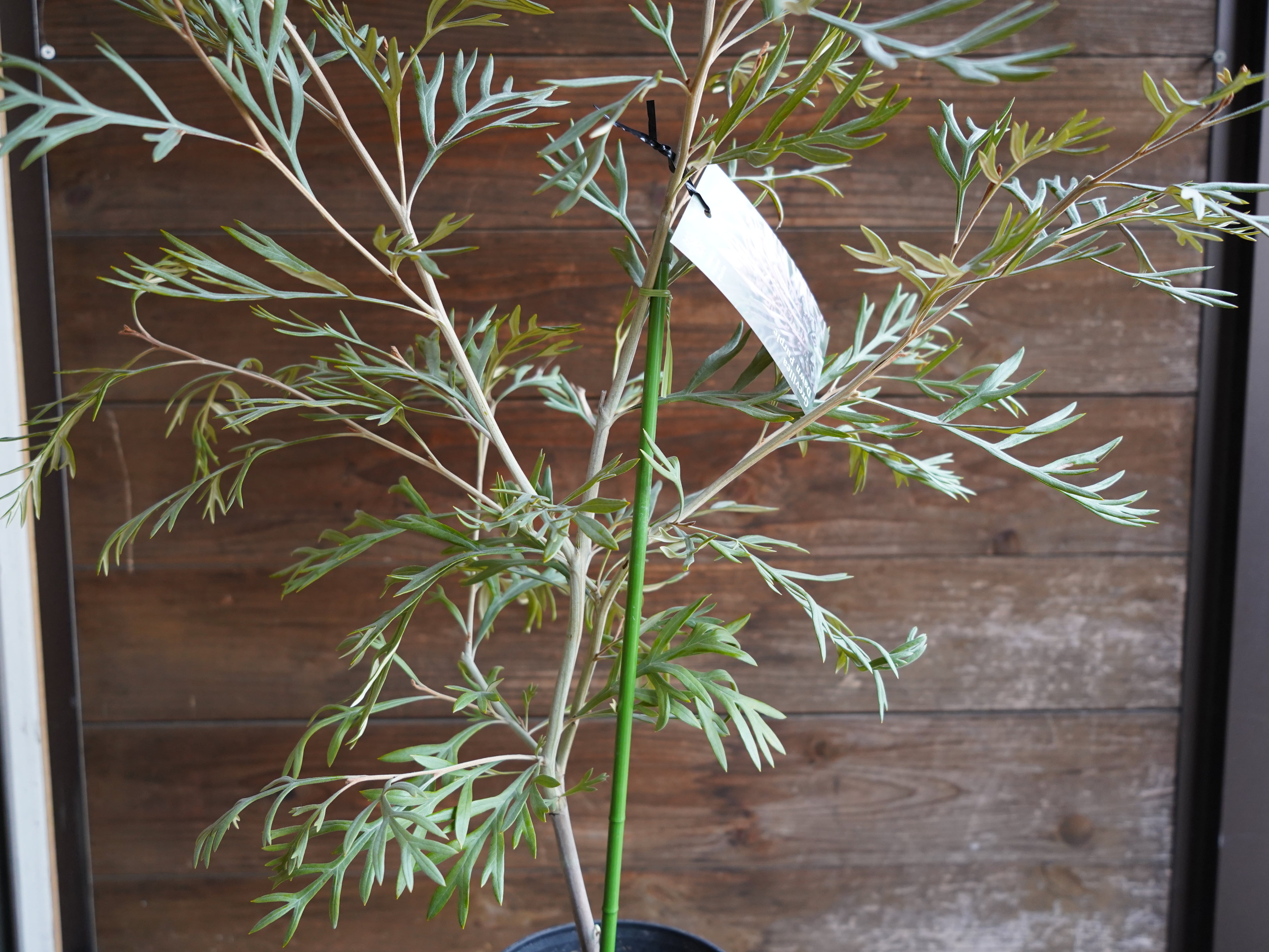 【現物】グレビレア ”ドーンパープル” A