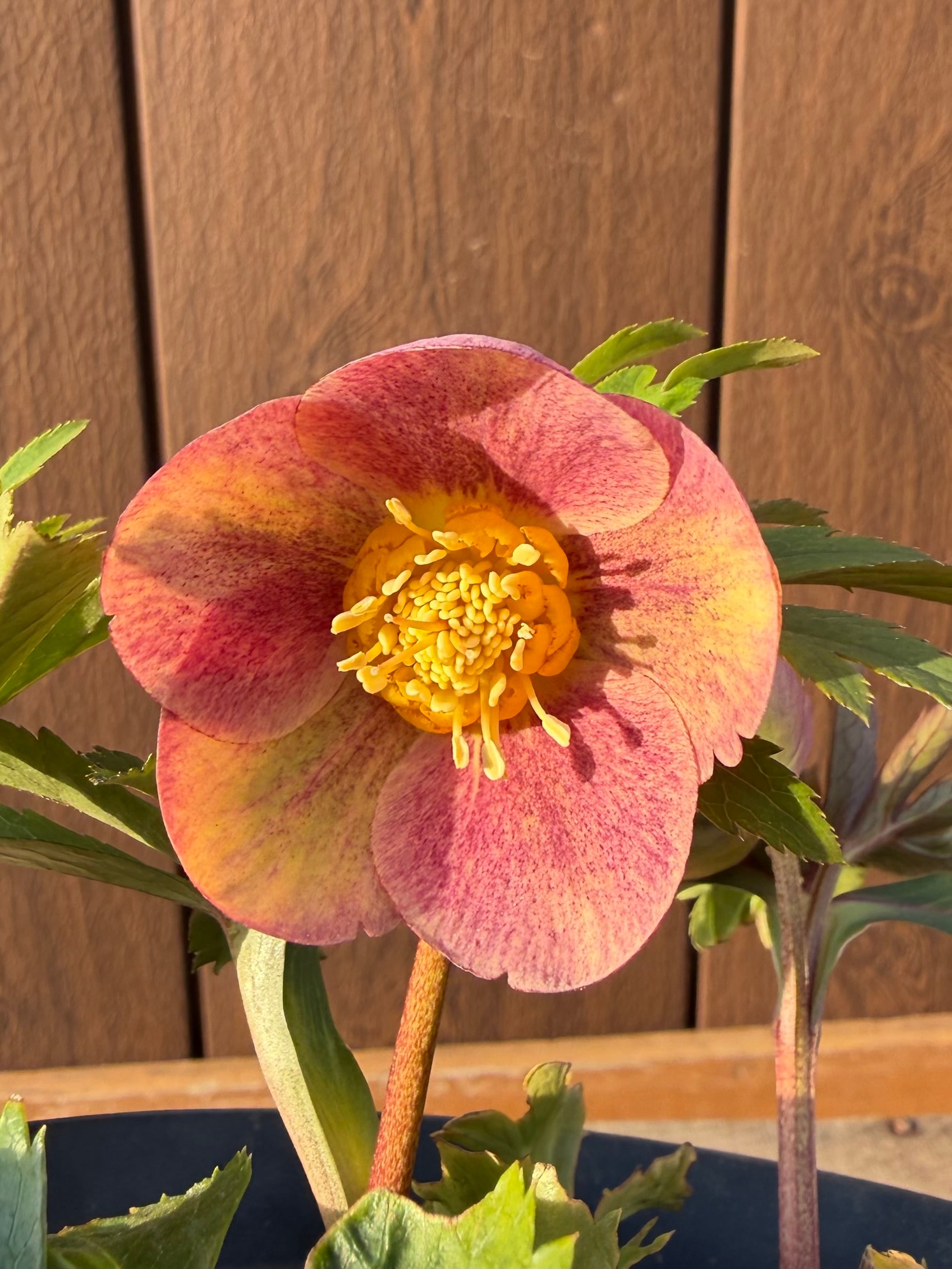 茜交配 Zoony Garden クリスマスローズ【Zo04】送料無料 | あしかが