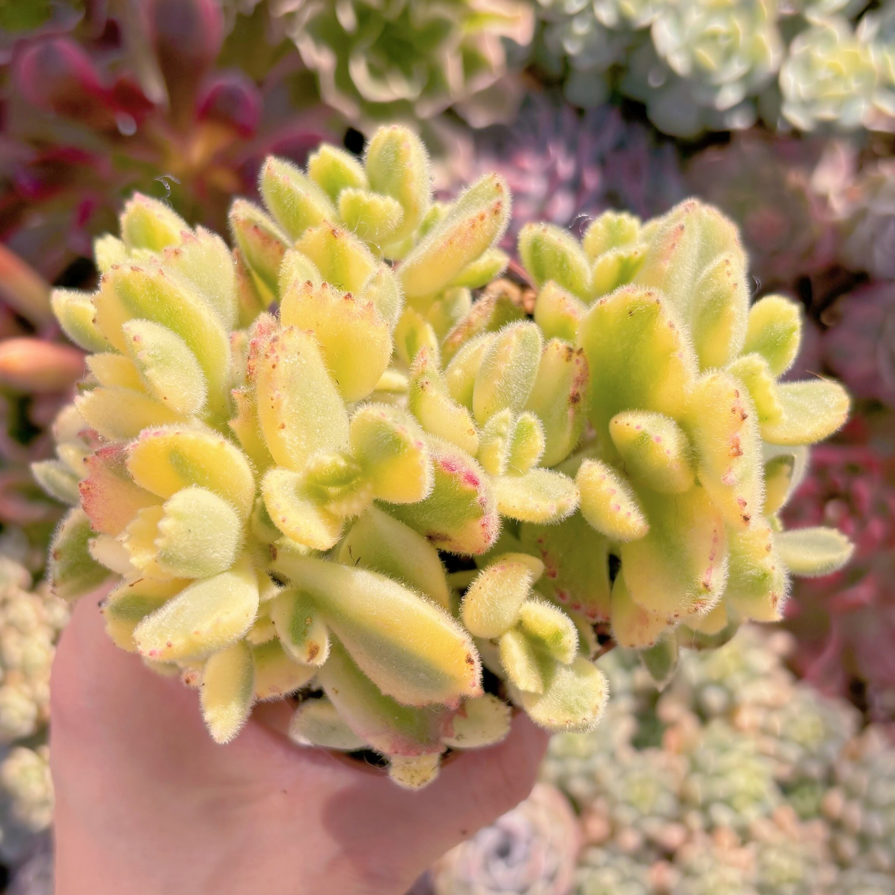 現品　白熊#220　群生　るる農園