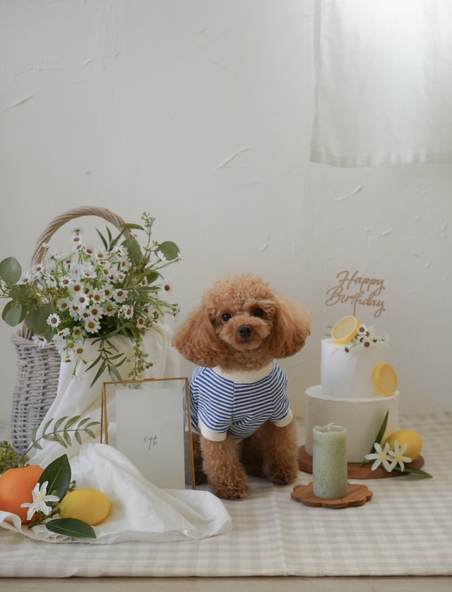 〈レンタル〉PICNIC