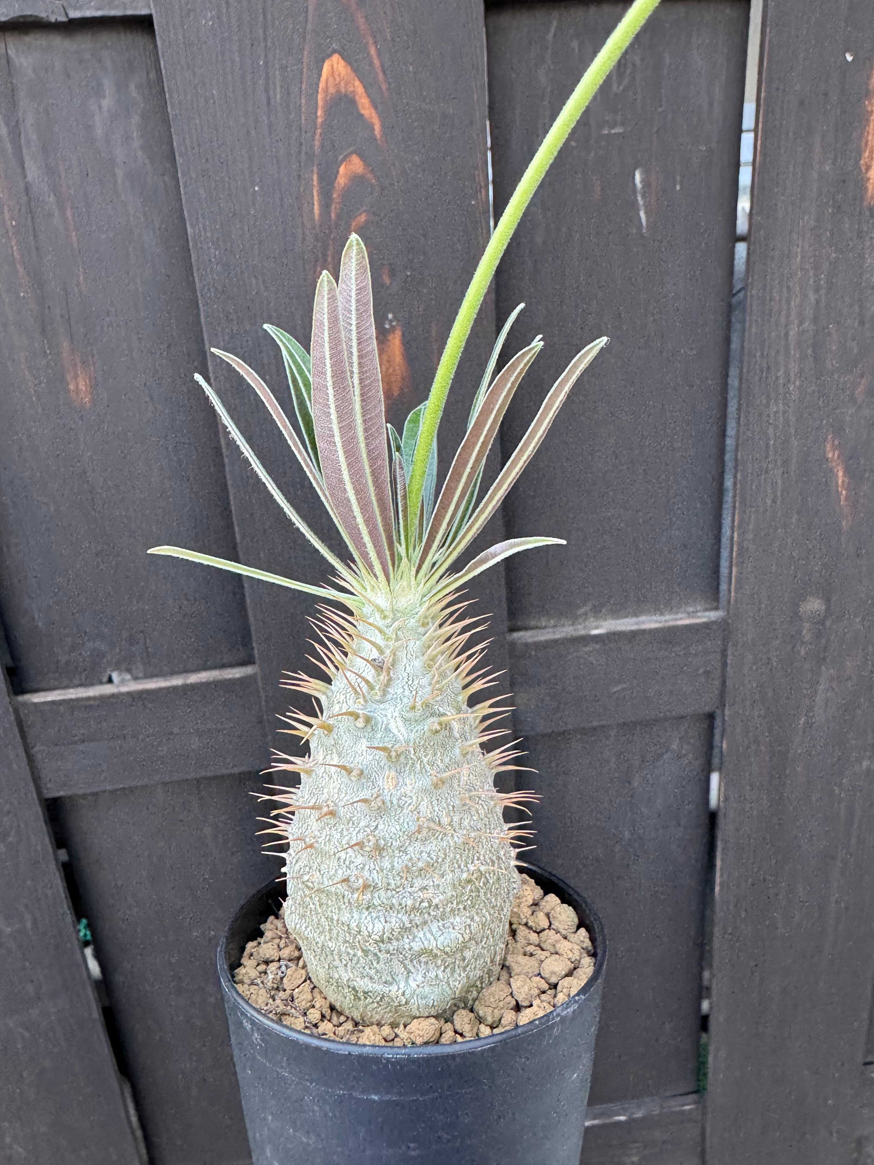 新着】 Pachypodium Gracilius【新潟県産 まん丸実生苗