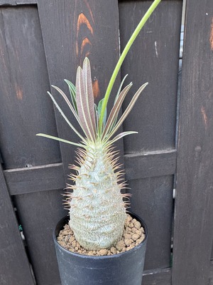 【新着】 Pachypodium Gracilius【新潟県産 まん丸実生苗】パキポディウム グラキリス