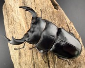 《インドアンタエウス タイガーヒル産 78mm ペア》