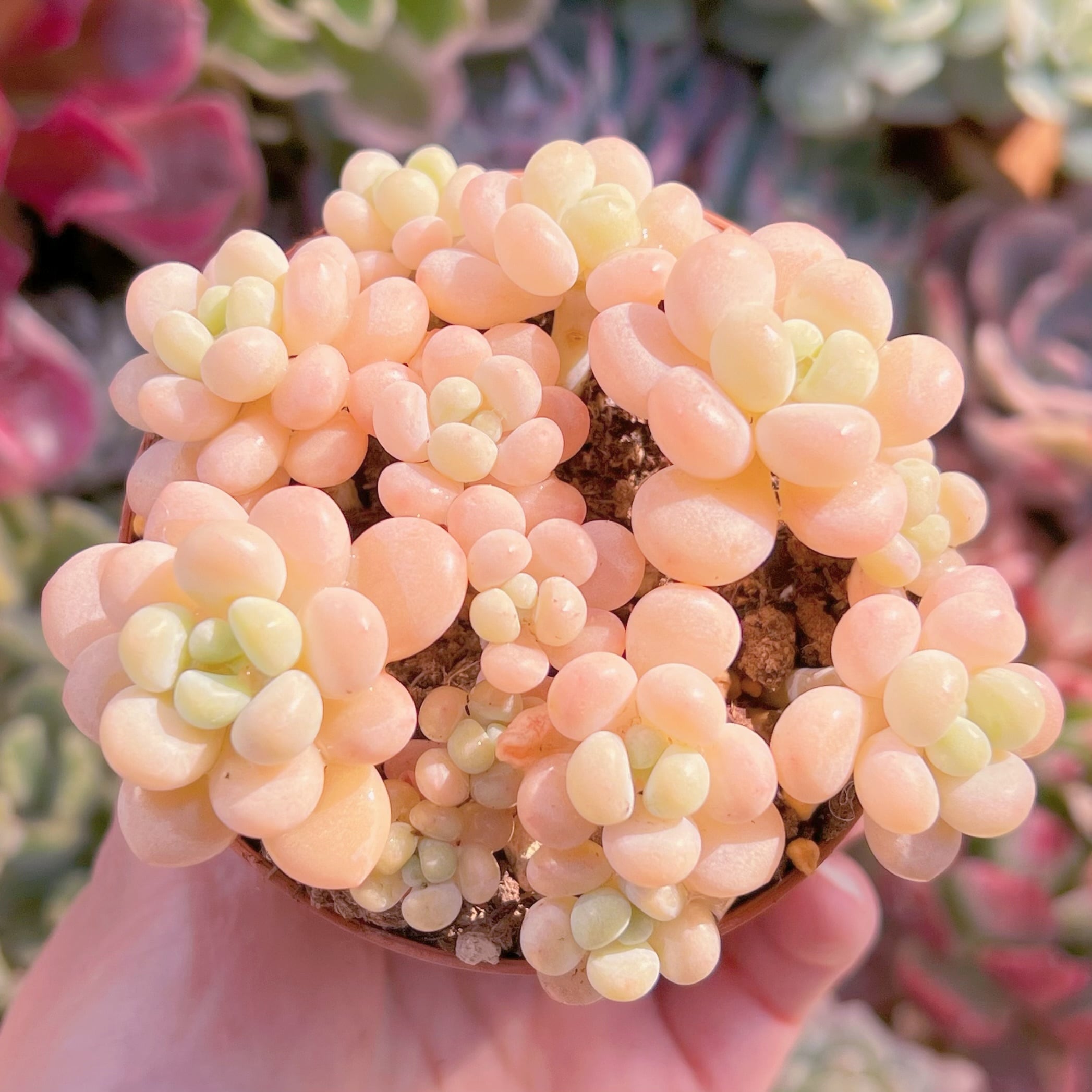 現品　丸葉ストロベリーミルク#663　群生　るる農園