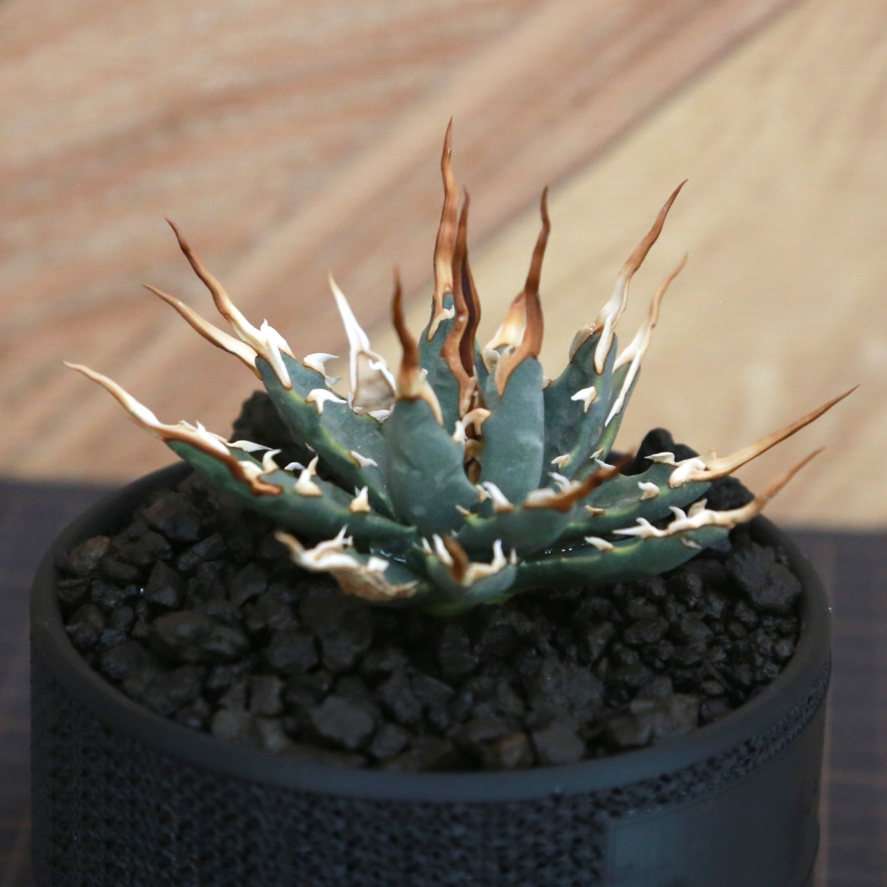 Agave utahensis eborispina アガベ エボリスピナ（実生3年・陽炎・短葉型） / 中株(3.5号鉢)/Lot.001