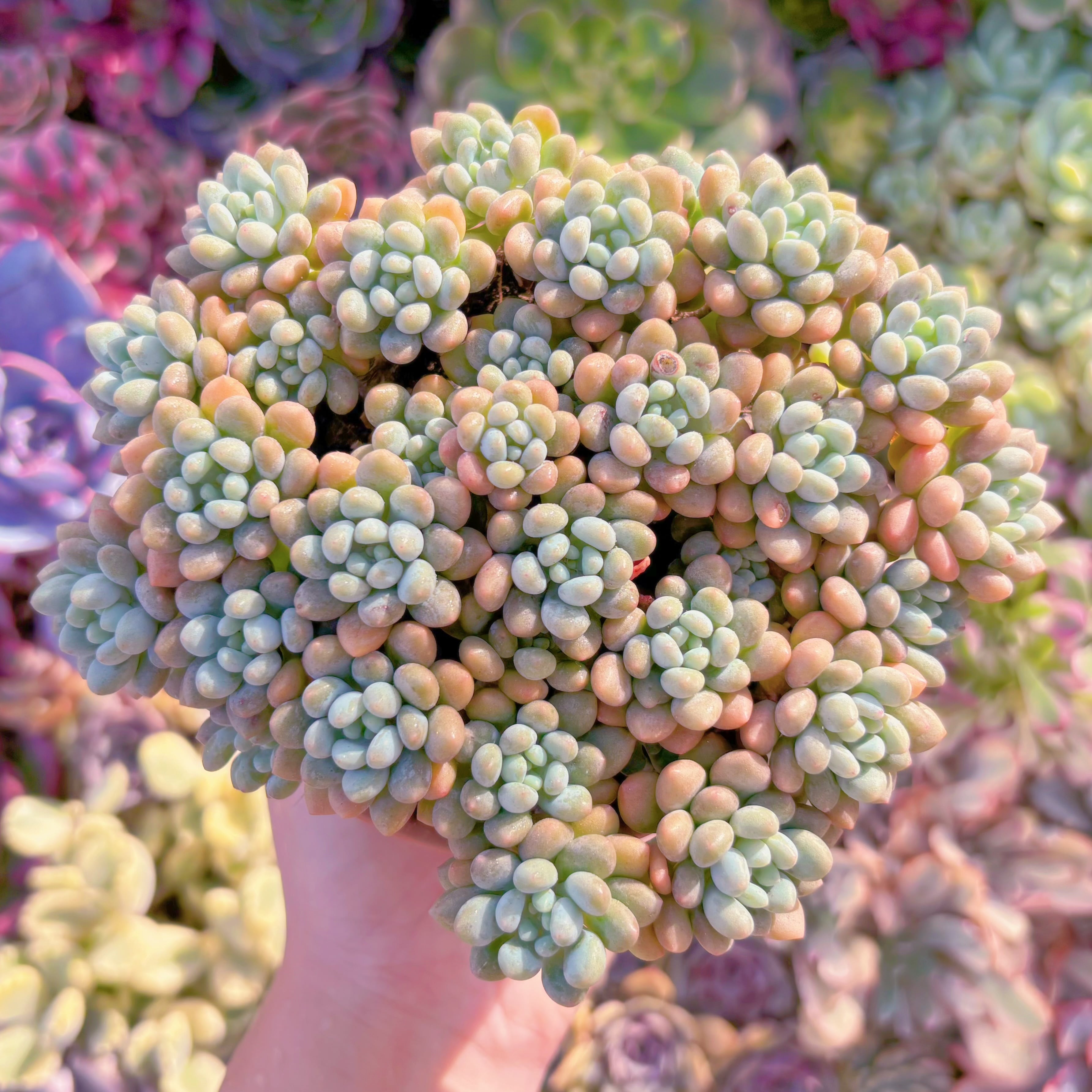 現品　キャビア#914　大群生　直径約15cm　新入荷　るる農園