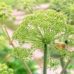 フェンネルスイートＢＩＯ・ＧＣ 　精油