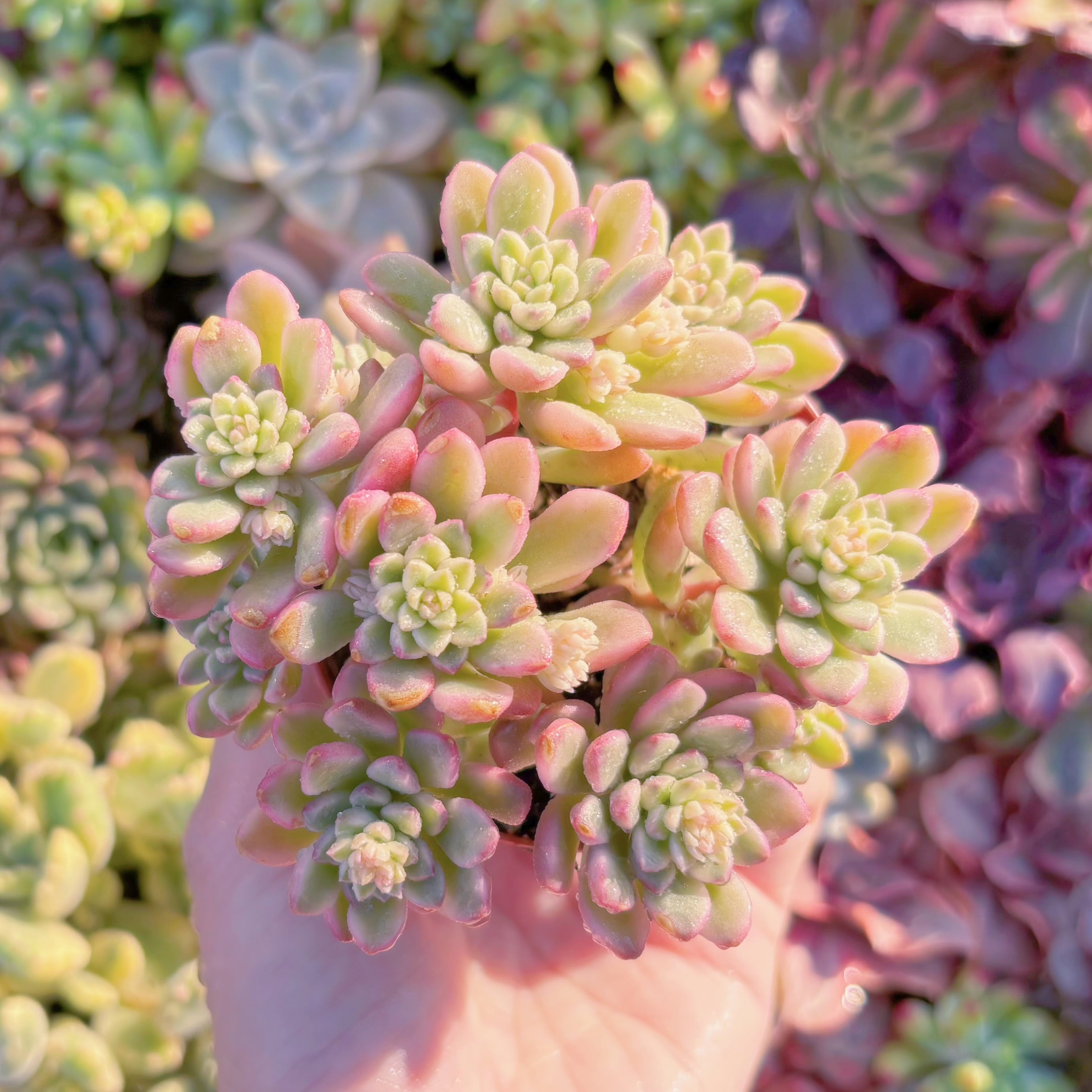 現品　ジョイスタロック錦#M130　群生　新入荷　るる農園