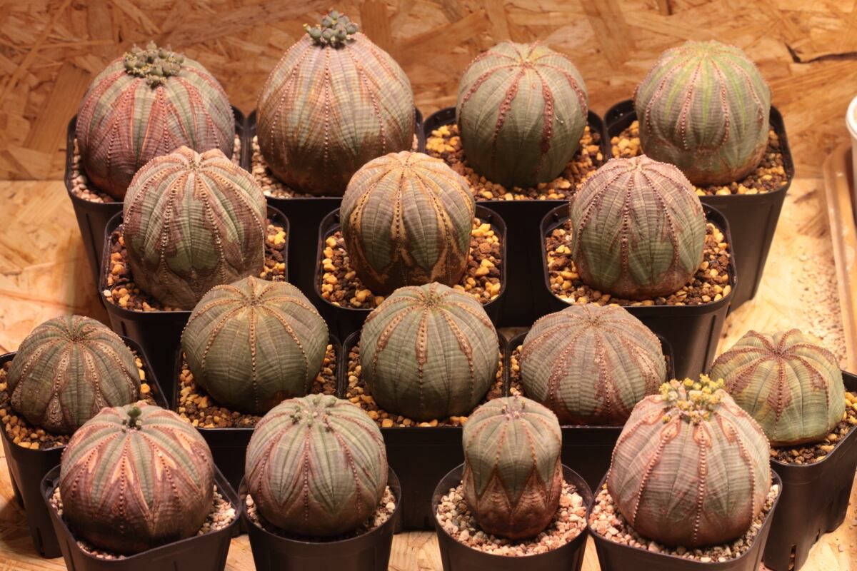 送料無料 当店採取オベサ種子 12粒 ネコポス発送 Euphorbia Obesa Libaran Plants オベサ 通信販売専門店