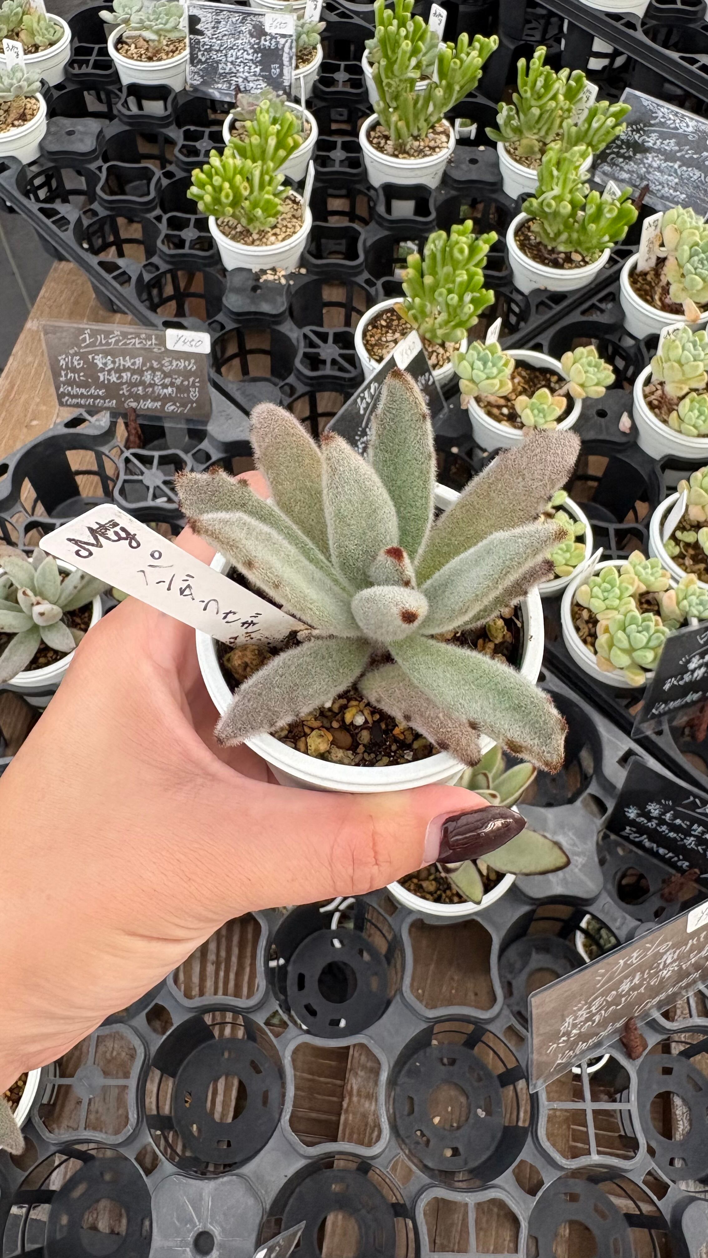 パンダうさぎ 多肉植物 カランコエ 安心の生産ポットそのまま販売（8