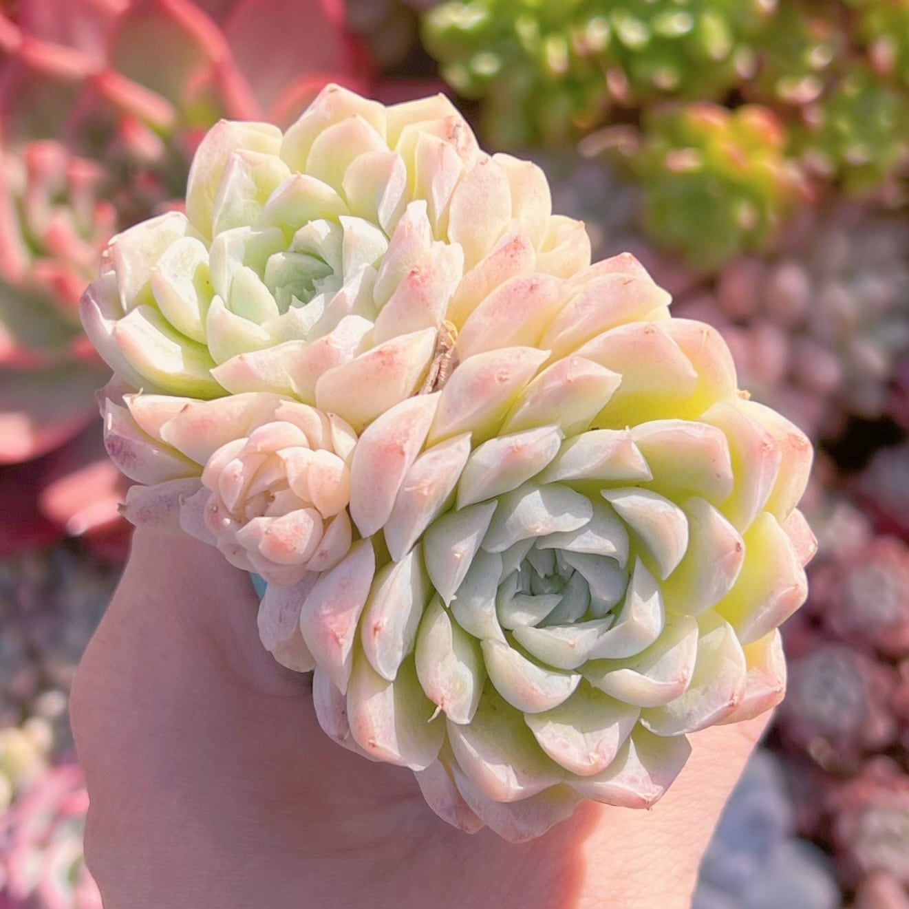 多肉植物 ヒューミリス 新入荷 るる農園 | るる農園~多肉植物専門