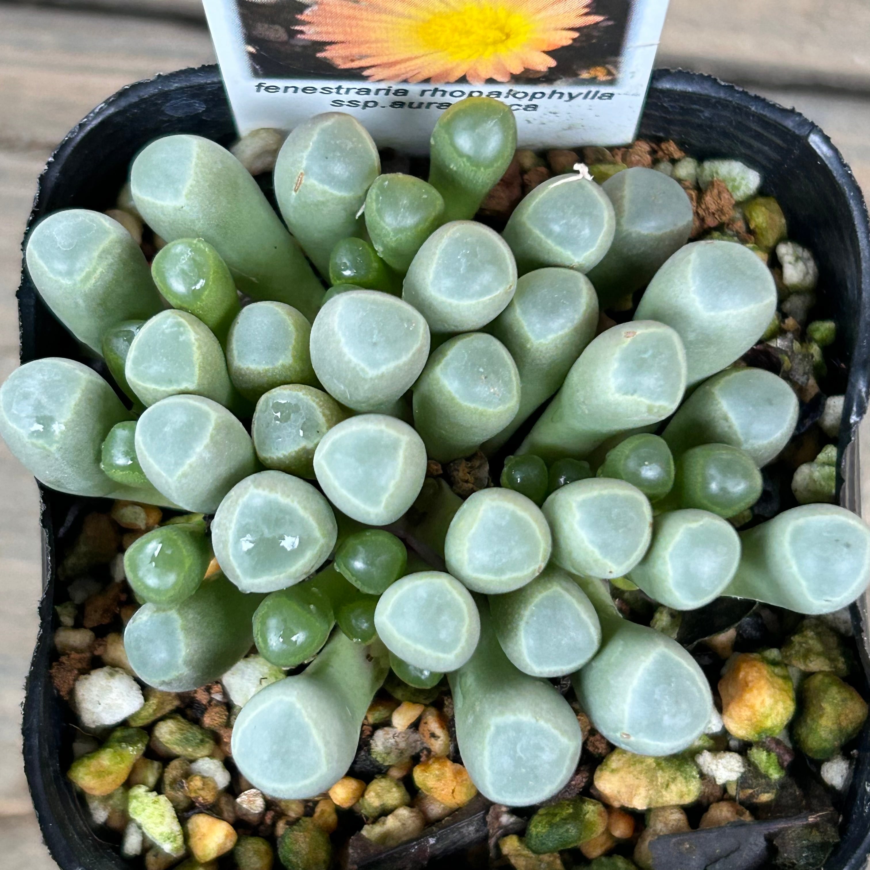 五十鈴玉)フェネストラリア ロパロフィラ オーランティアカ | RuPo