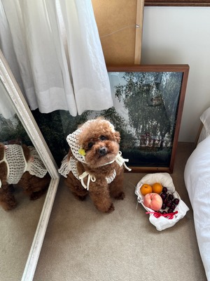 予約【pecoramou select】コテージネットニットウェアツーピース