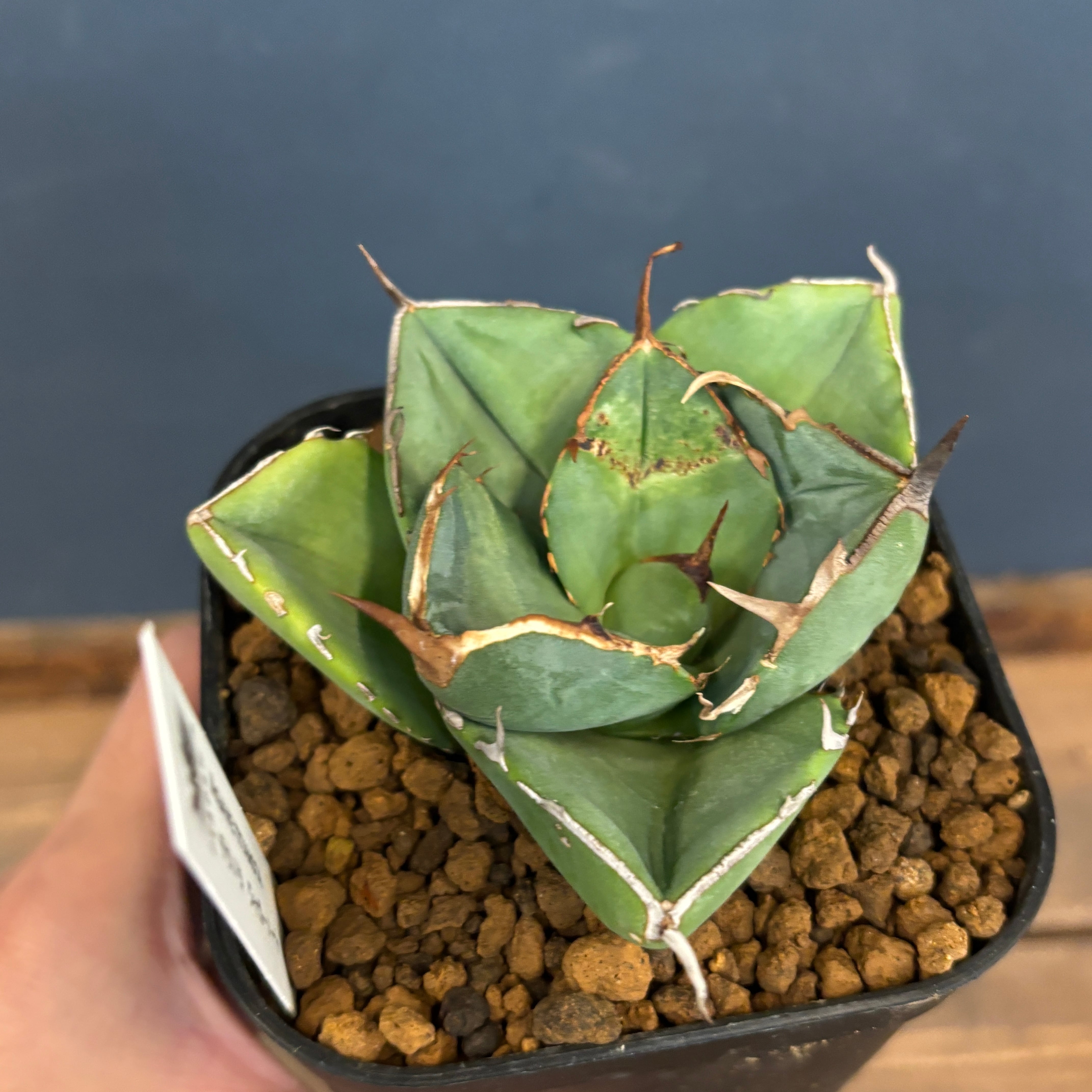 アガベ　オテロイ　ノーネーム　ムチムチ　（検）ジャガーノート アガベ オテロイ ノーネーム ムチムチ （検）ジャガーノート