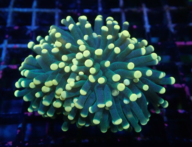 【現地買付】Euphyllia grabrescens 1