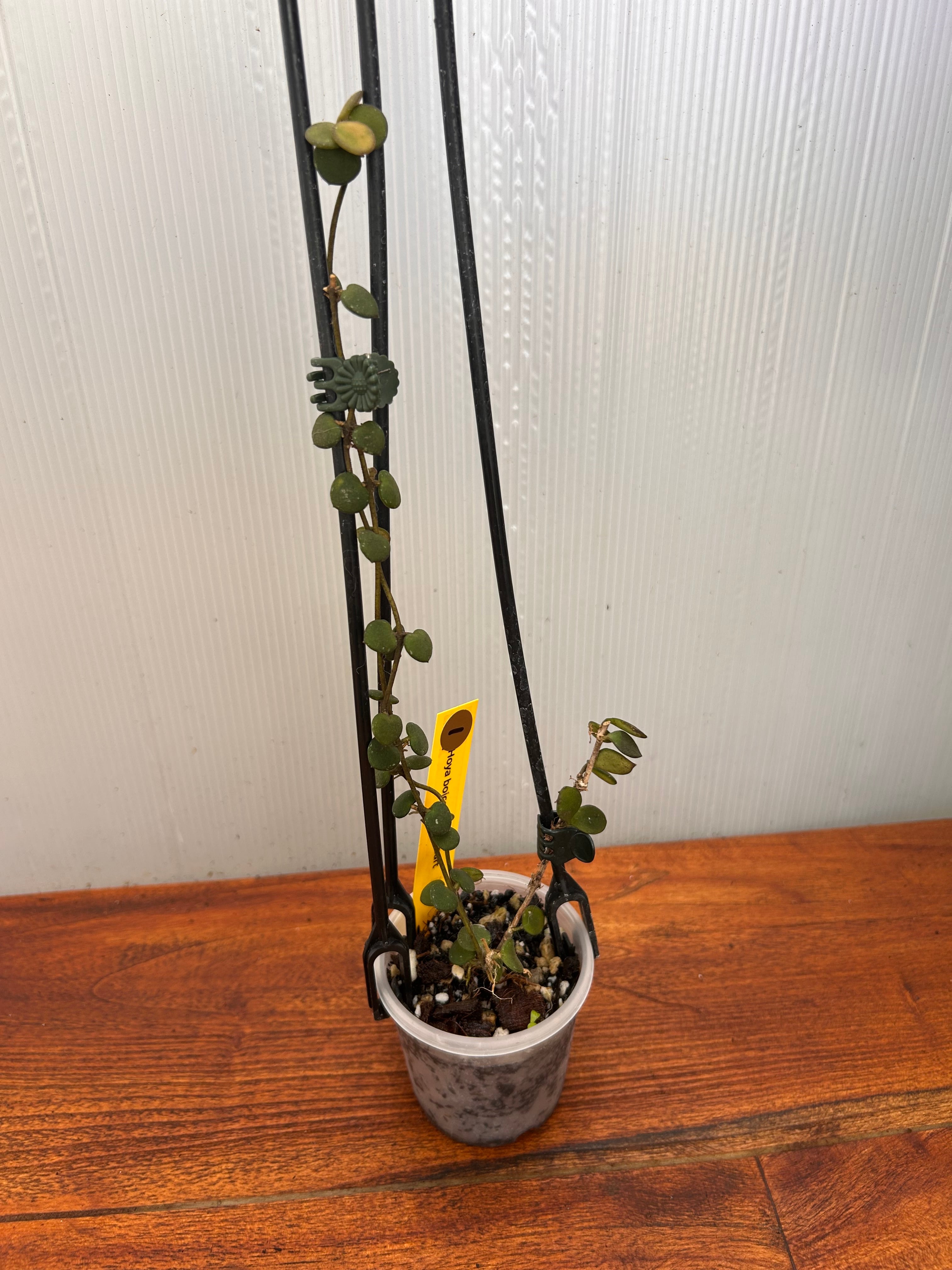 Hoya | BALI-AN 園芸