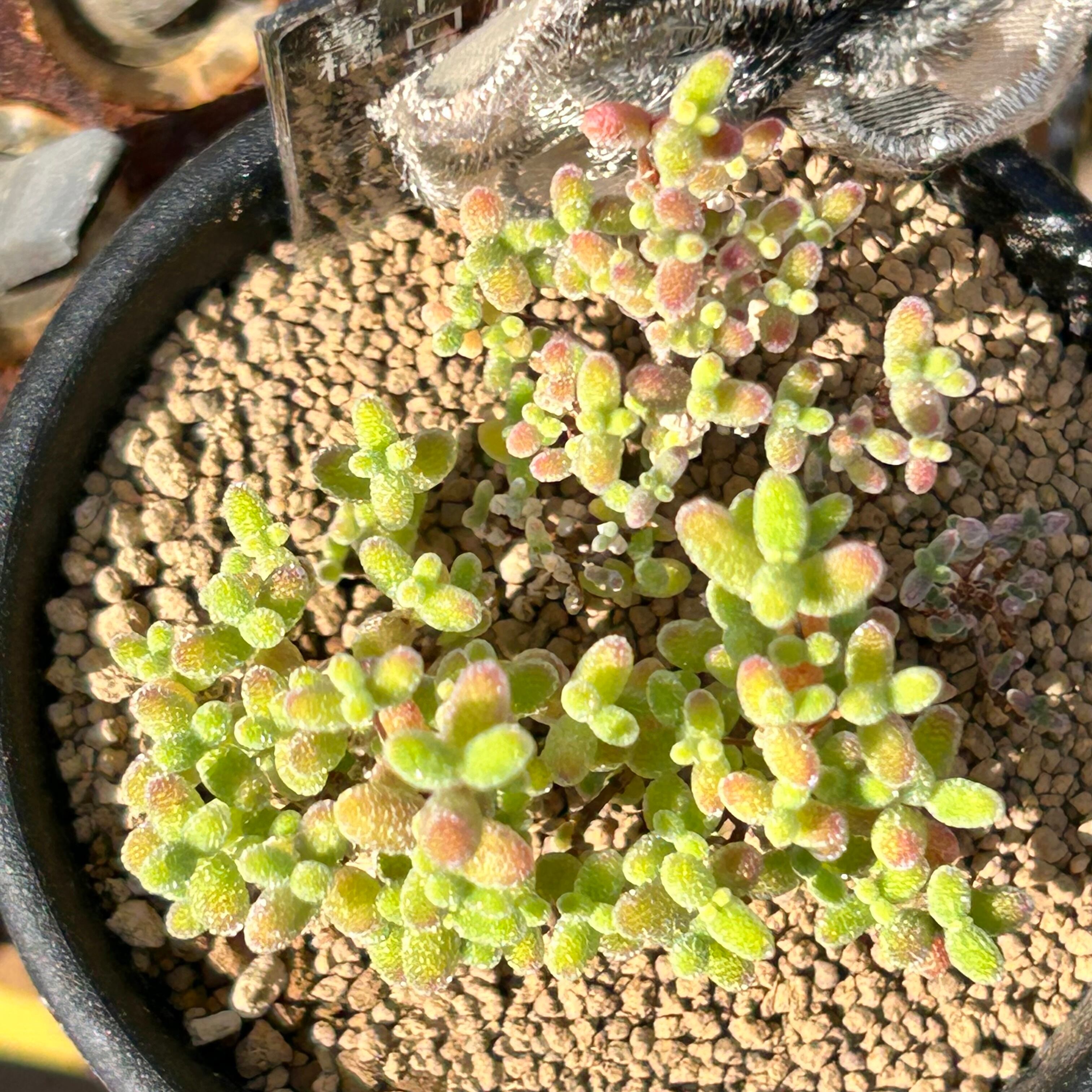 T) 蜜橘 ドロサンテマム(黒タグ | RuPo 多肉植物専門店