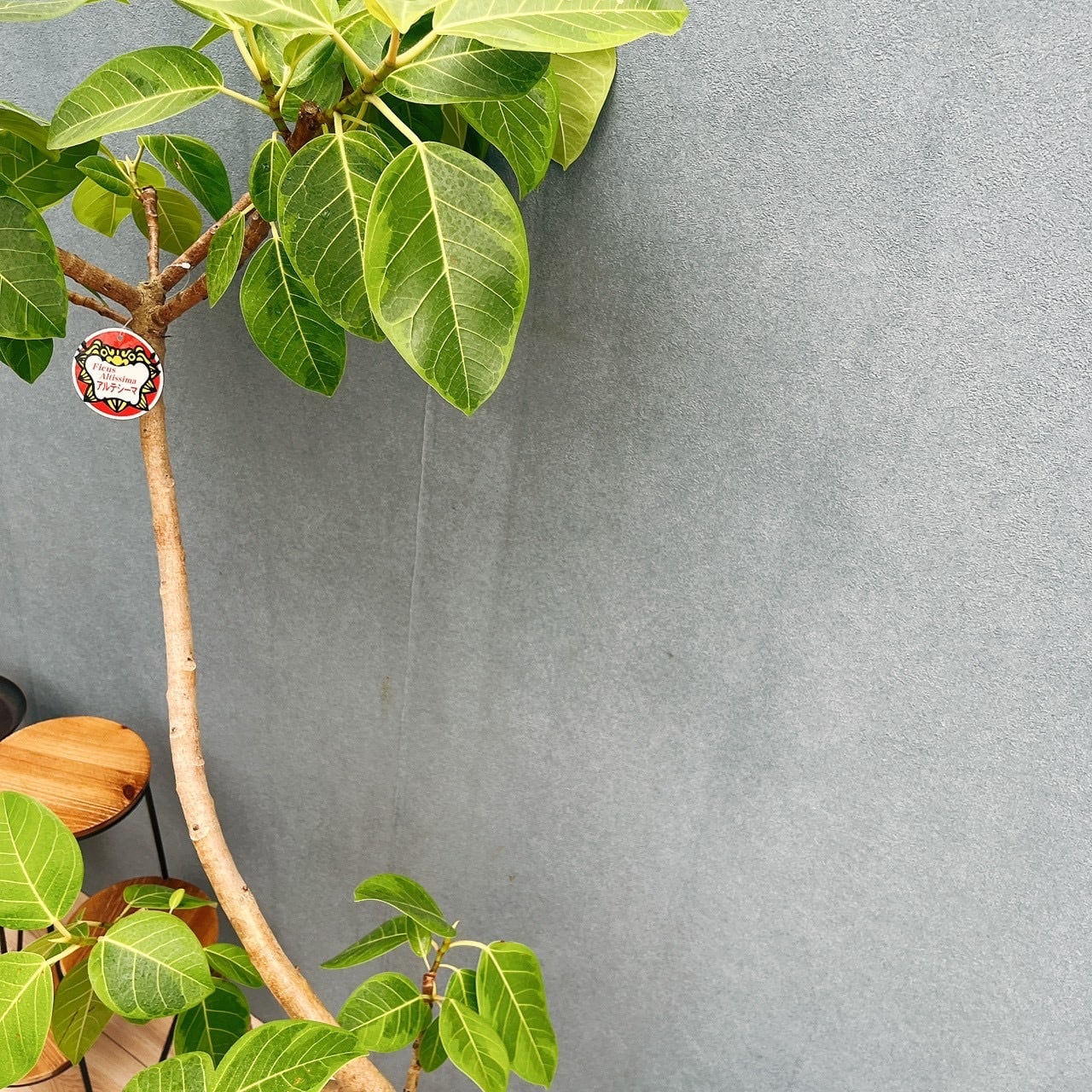 現品］23番 フィカス アルテシマ 8号 観葉植物 室内 大型 特大 ゴムの