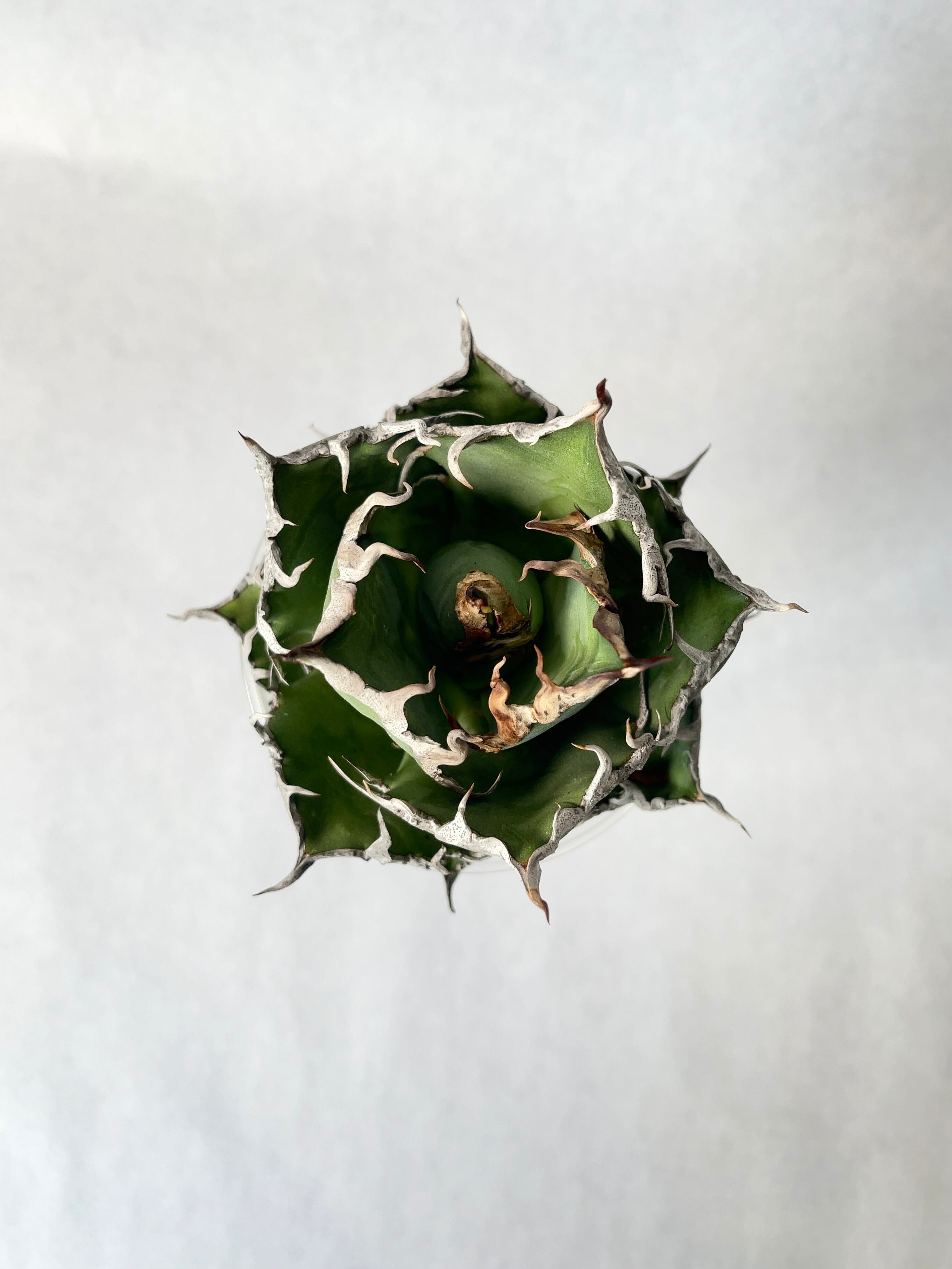 アガベ・シーザー 3(中) | trigger