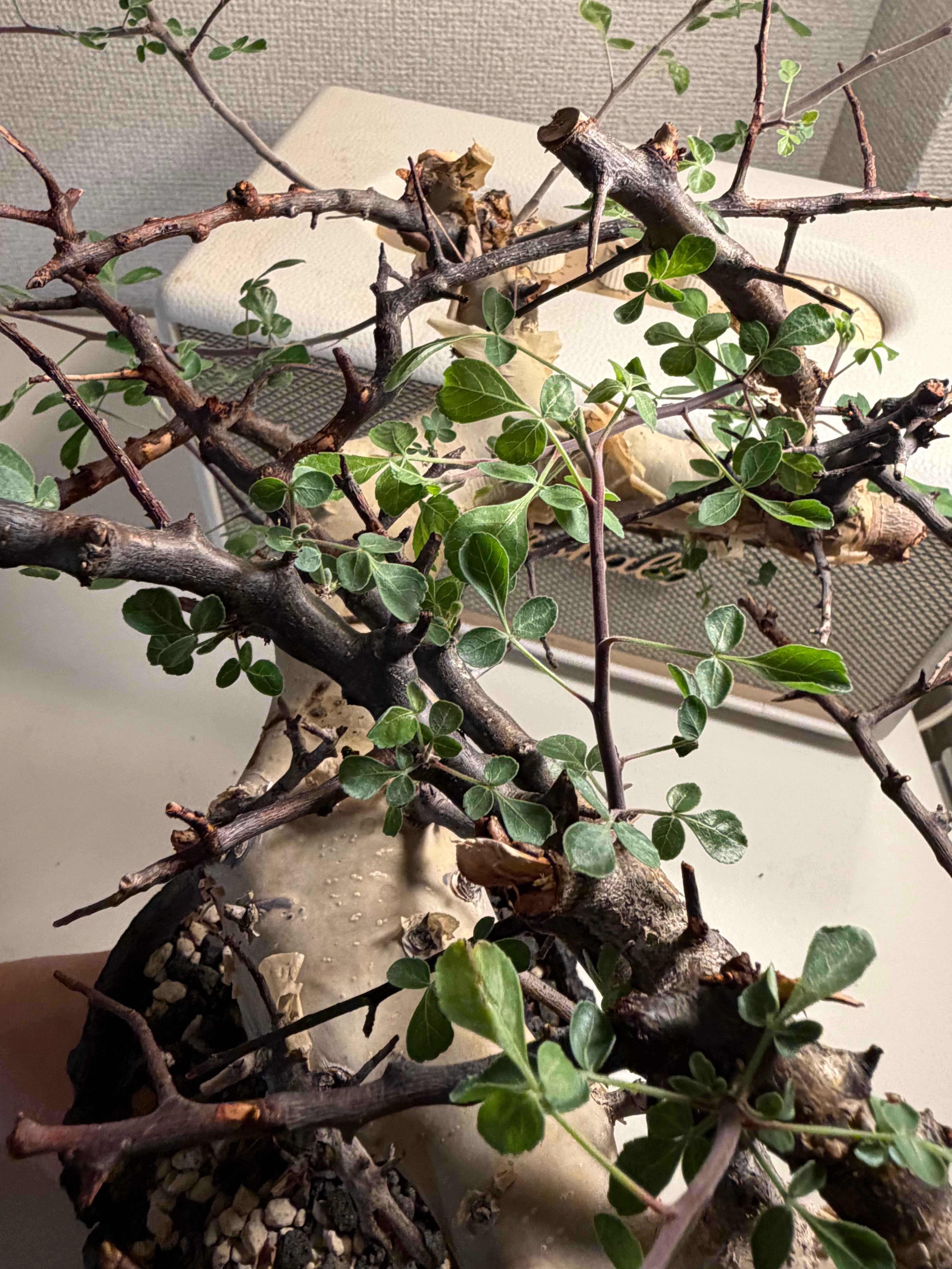 コミフォラ カタフ ピュアソマリア アデニア ムランジーナ クラビゲラエイル コミフォラ カタフ ピュアソマリア Commiphora アデニア アクレアータ